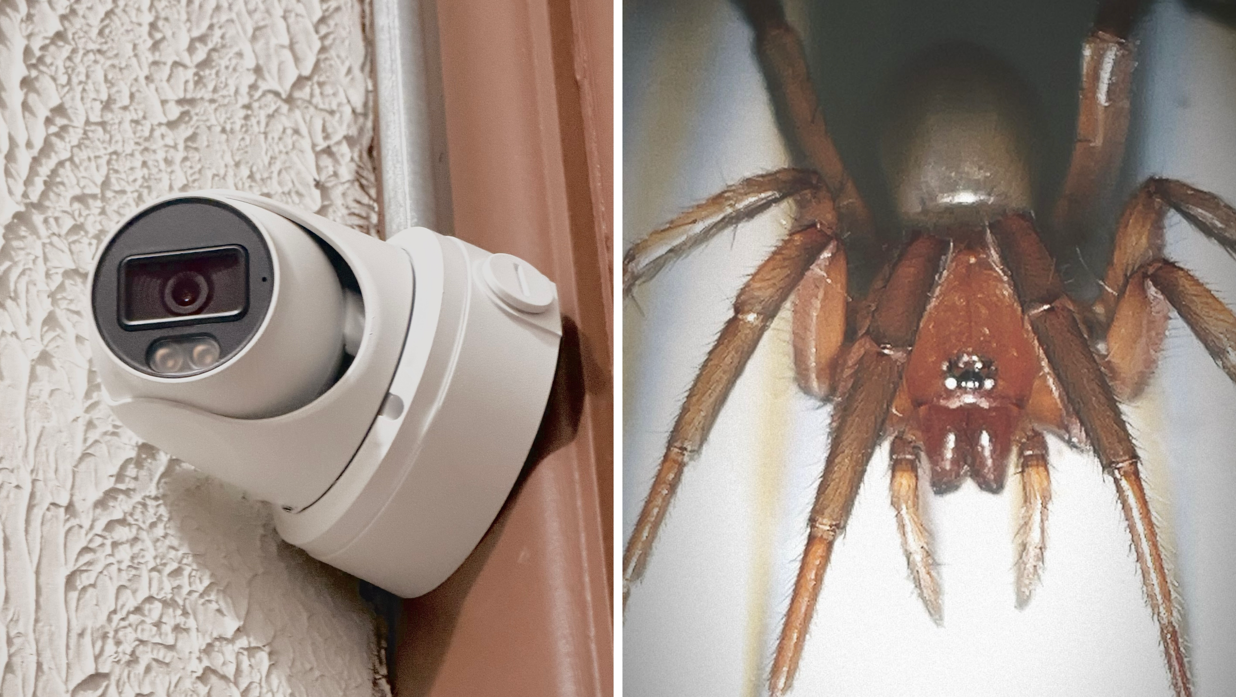 Natural Surveillance (2026)