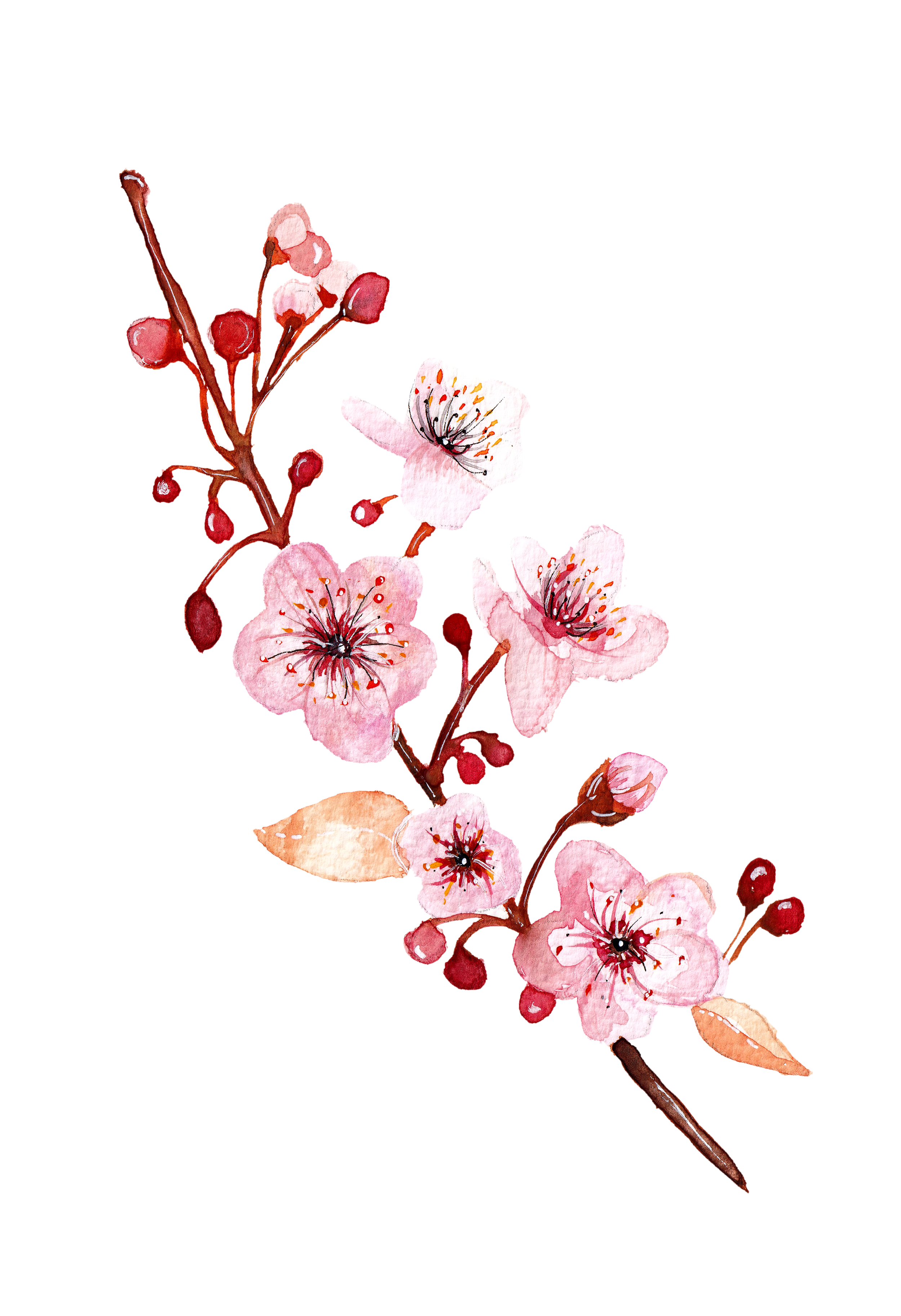 cherry-blossom.PNG