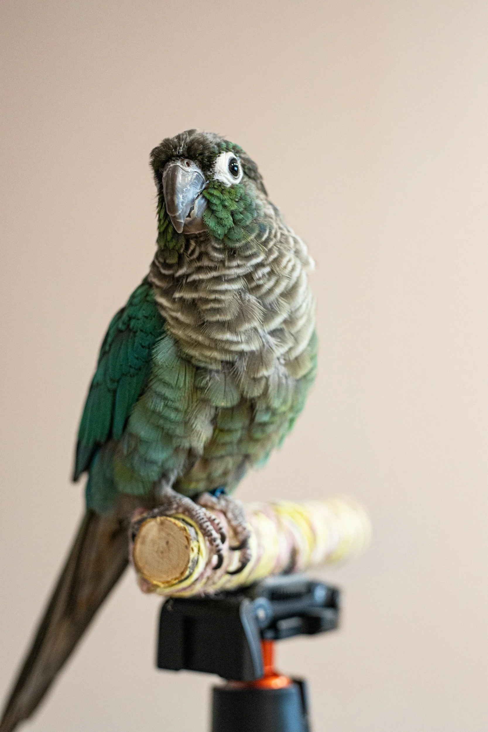 A colorful parrot with green, brown, and beige feathers perched on a wooden branch. The background is plain and beige.