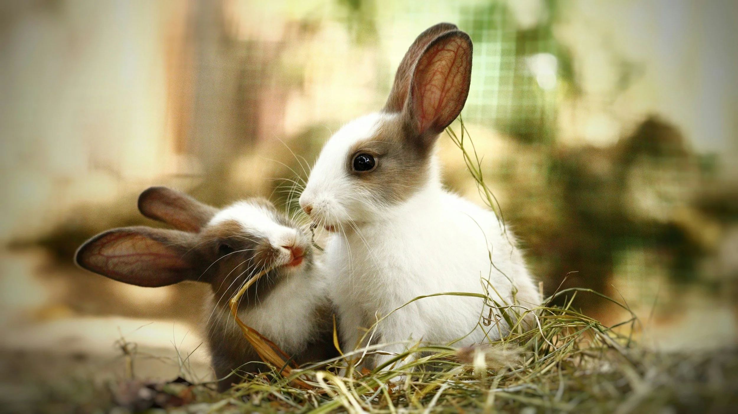 Two baby rabbits, one white and brown and the other white with gray, cuddling among dried grass.