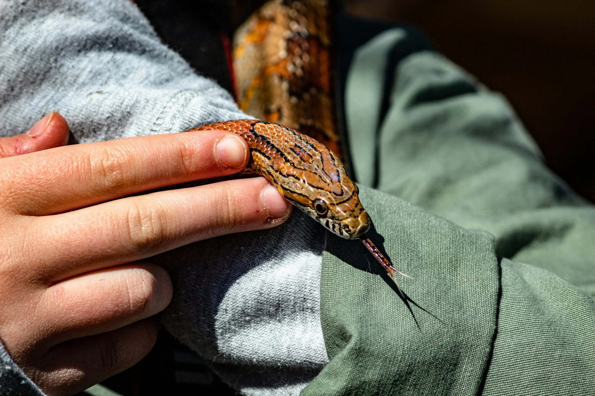 Person holding a small snake with brown and black pattern, its tongue flicking out, while sitting on their lap.