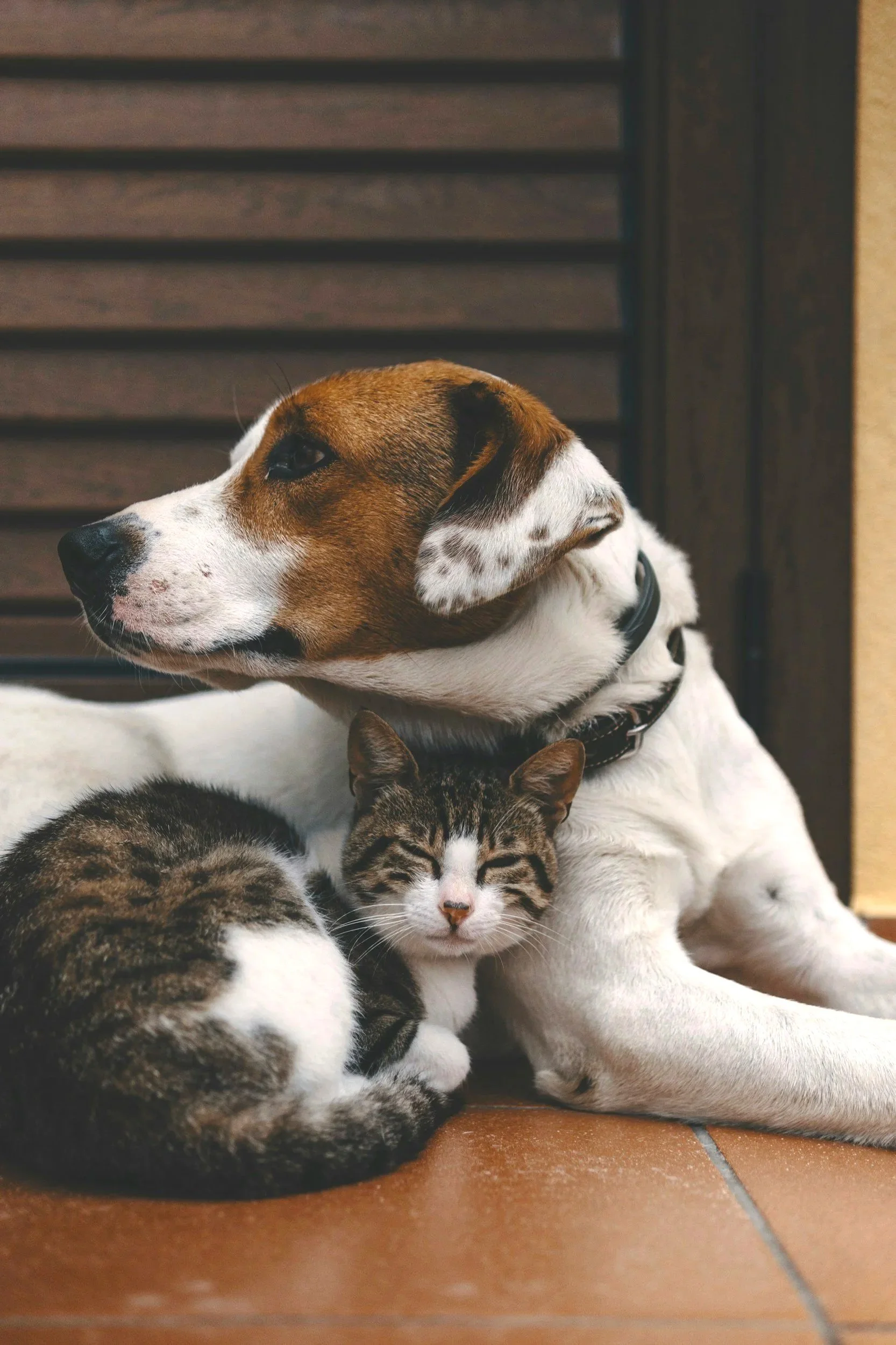 A dog and a cat resting together on a tiled floor, with the dog lying down and the cat curled up against it, both appearing relaxed.