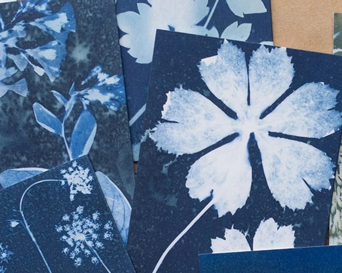 Tirages cynaotype sur papier, de feuilles et de fleurs en couleur bleue et blanche.