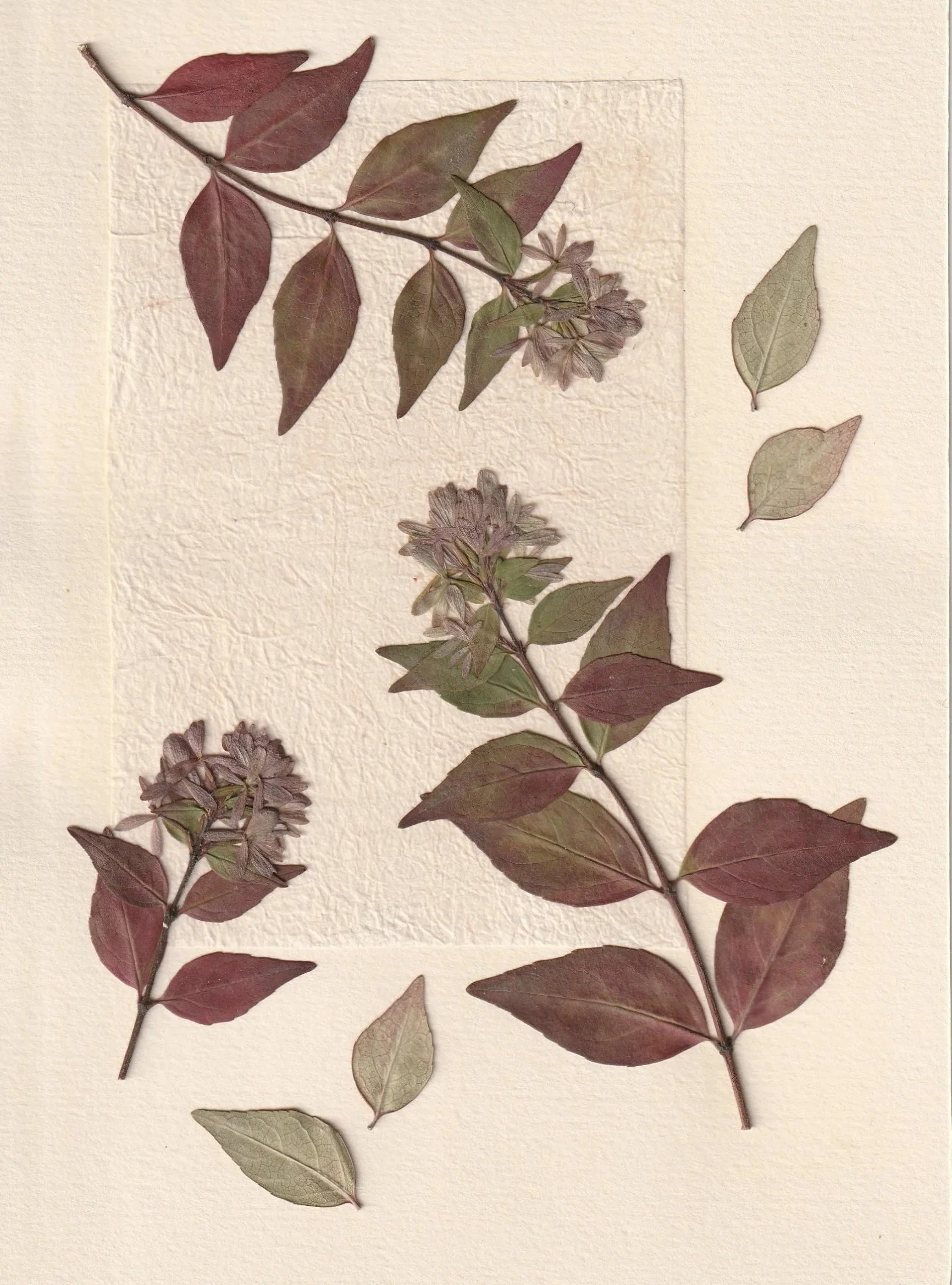herbier-abelia.jpg