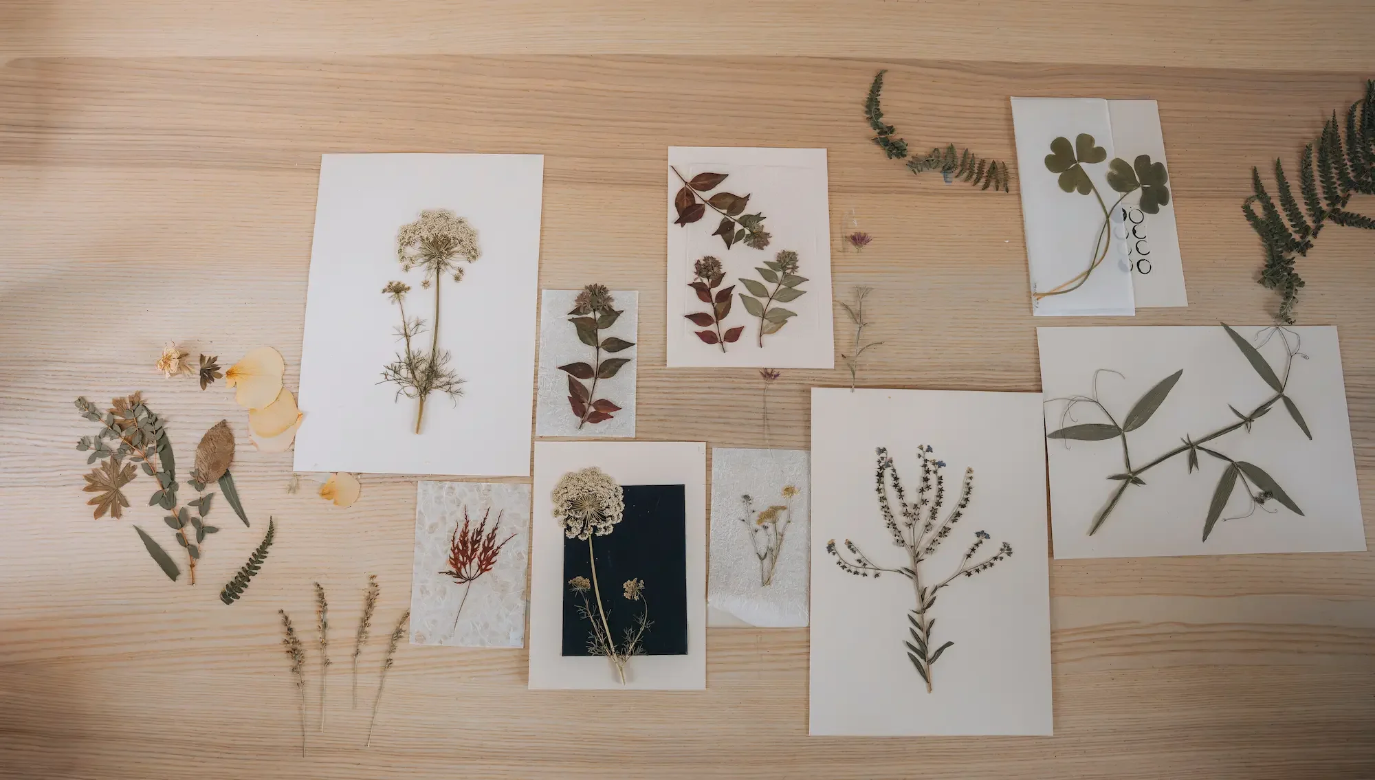 Différents spécimens de plantes séchées fixés sur des feuilles ou des papiers, répartis sur une surface en bois, avec quelques branches de fougère en arrière-plan.