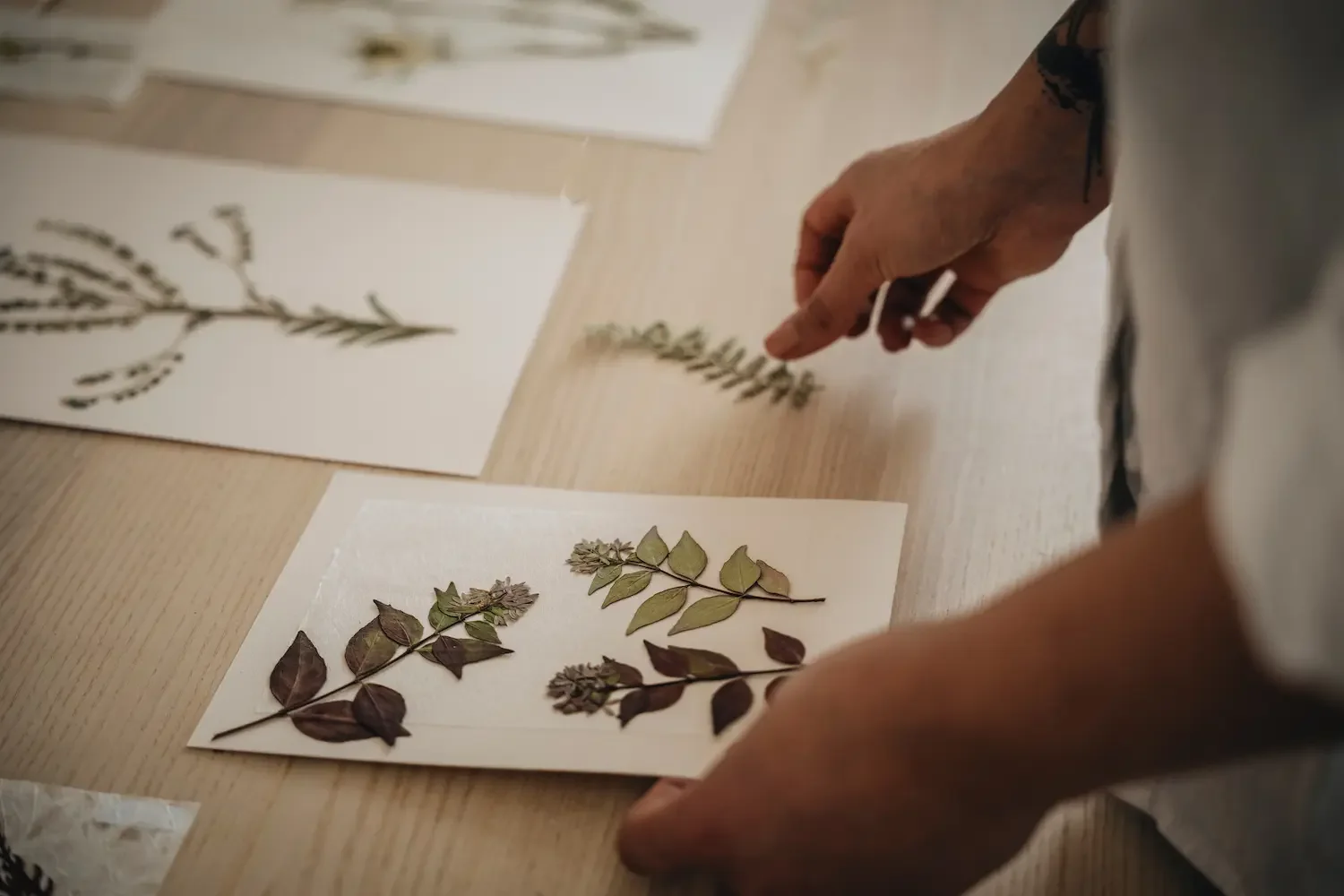 Une personne manipulant des feuilles de plantes séchées sur une table en bois, avec plusieurs feuilles et dessins de plantes sur papier.