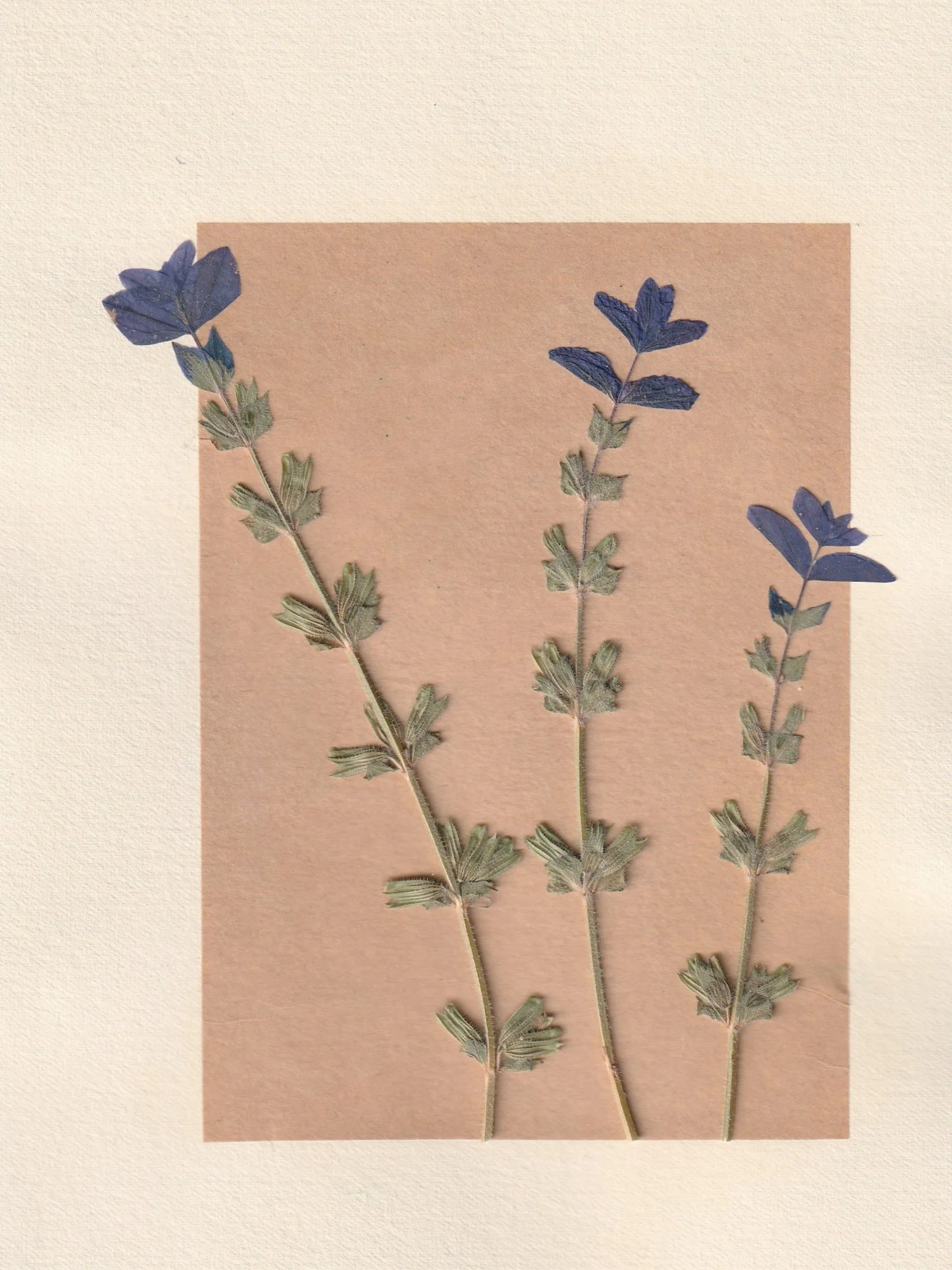 herbier-salvia.jpg