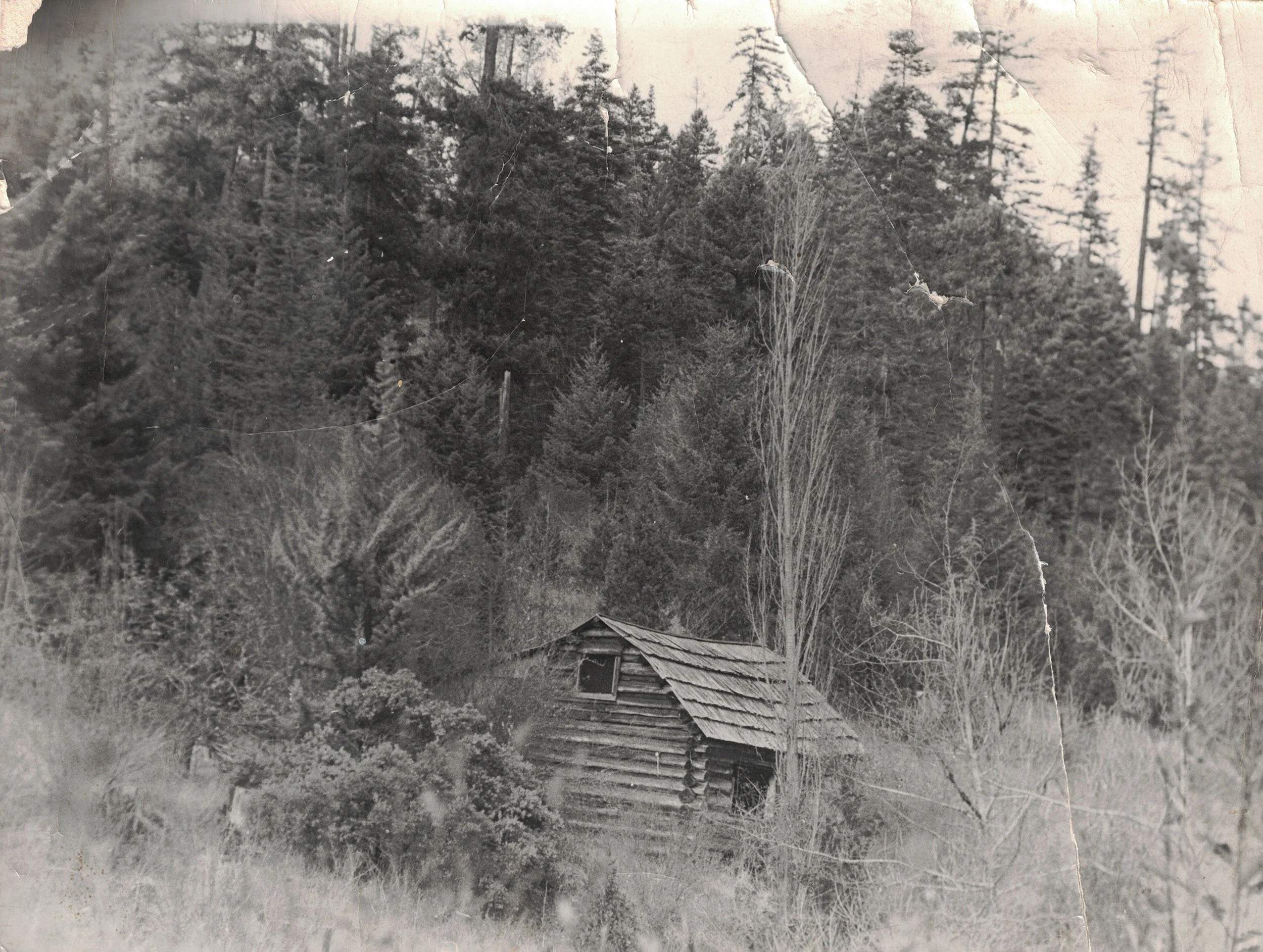 Oregon Woods where artist Stefan Bishop grew up. A black and white photo of a small, weathered wooden cabin with a pitched roof, situated in a forested area with tall trees and dense foliage.