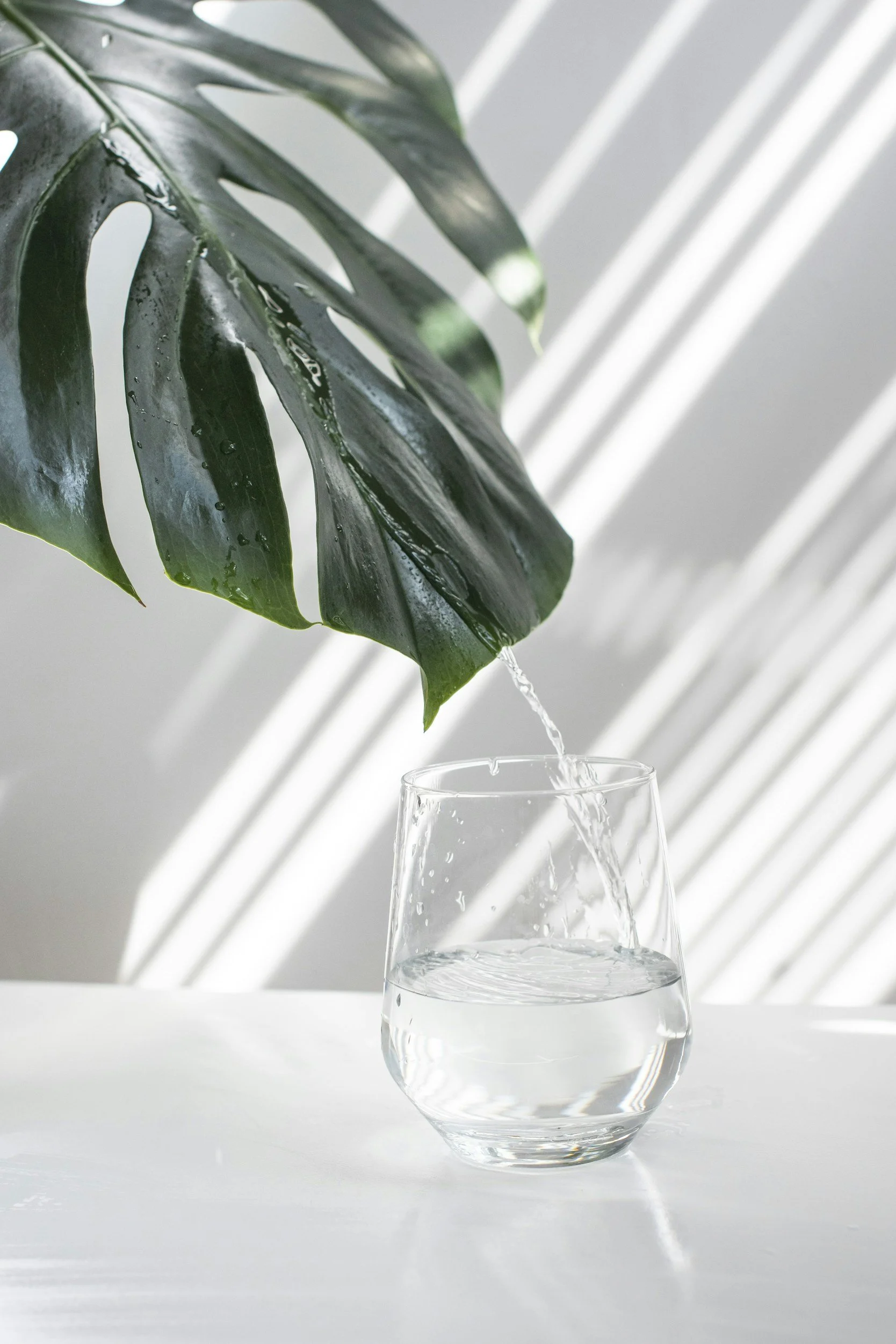 A large green tropical leaf with water droplets above a glass of water on a white surface, with diagonal white lines in the background.