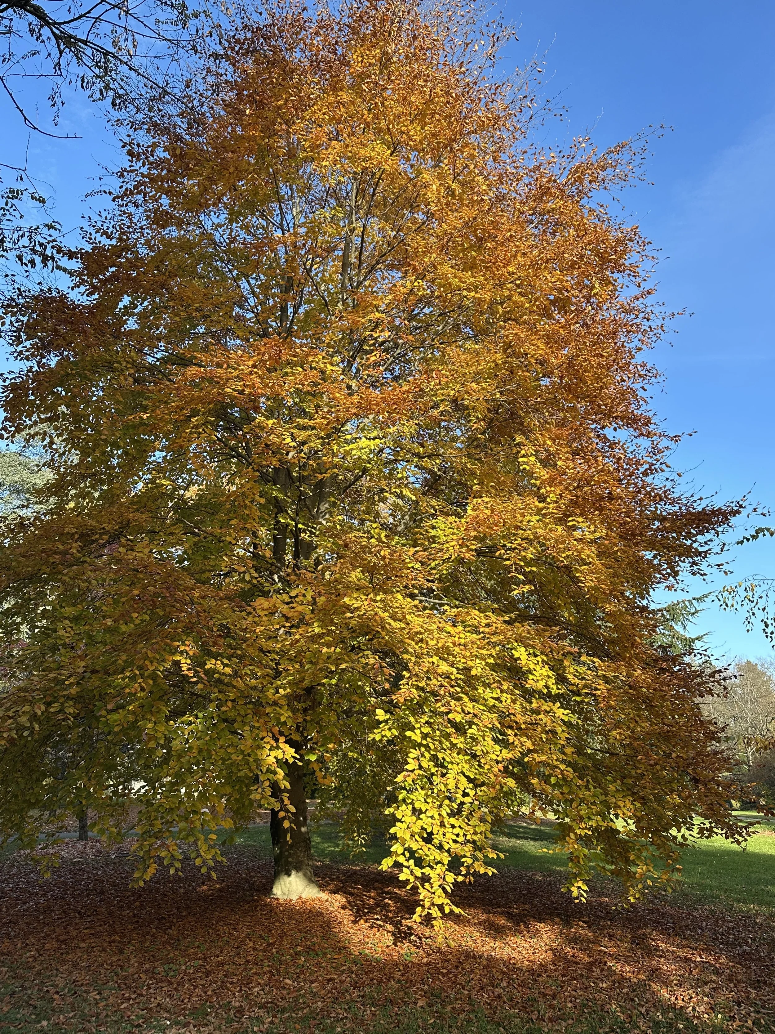 Un arbre aux feuilles d'automne aux couleurs orange, jaune et vert, sous un ciel bleu clair.