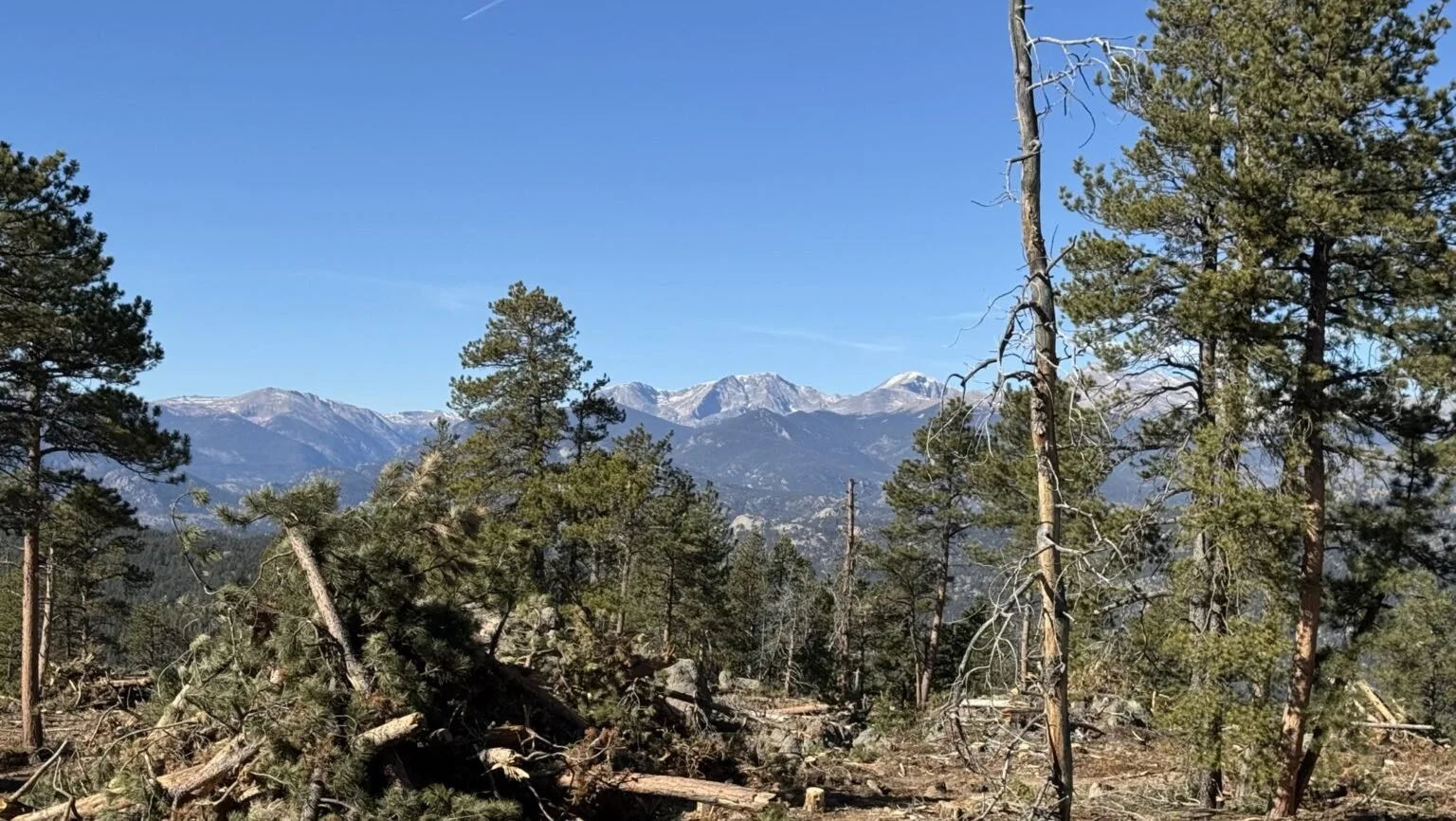 View of a forest with pine trees and fallen branches in the foreground, snowy mountains in the background under a clear blue sky.