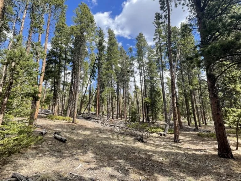 A forest scene with tall pine trees, some fallen logs, and a dirt ground under a partly cloudy sky.