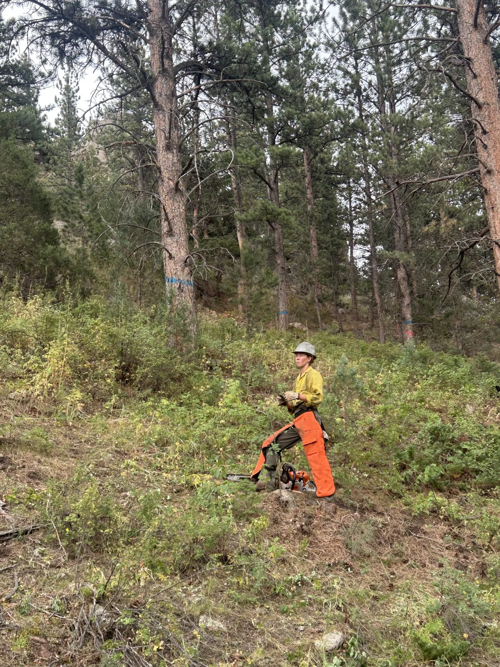 First Roadway Fuels Treatment Begins in Red Feather Lakes Area Wildfire Defense Project