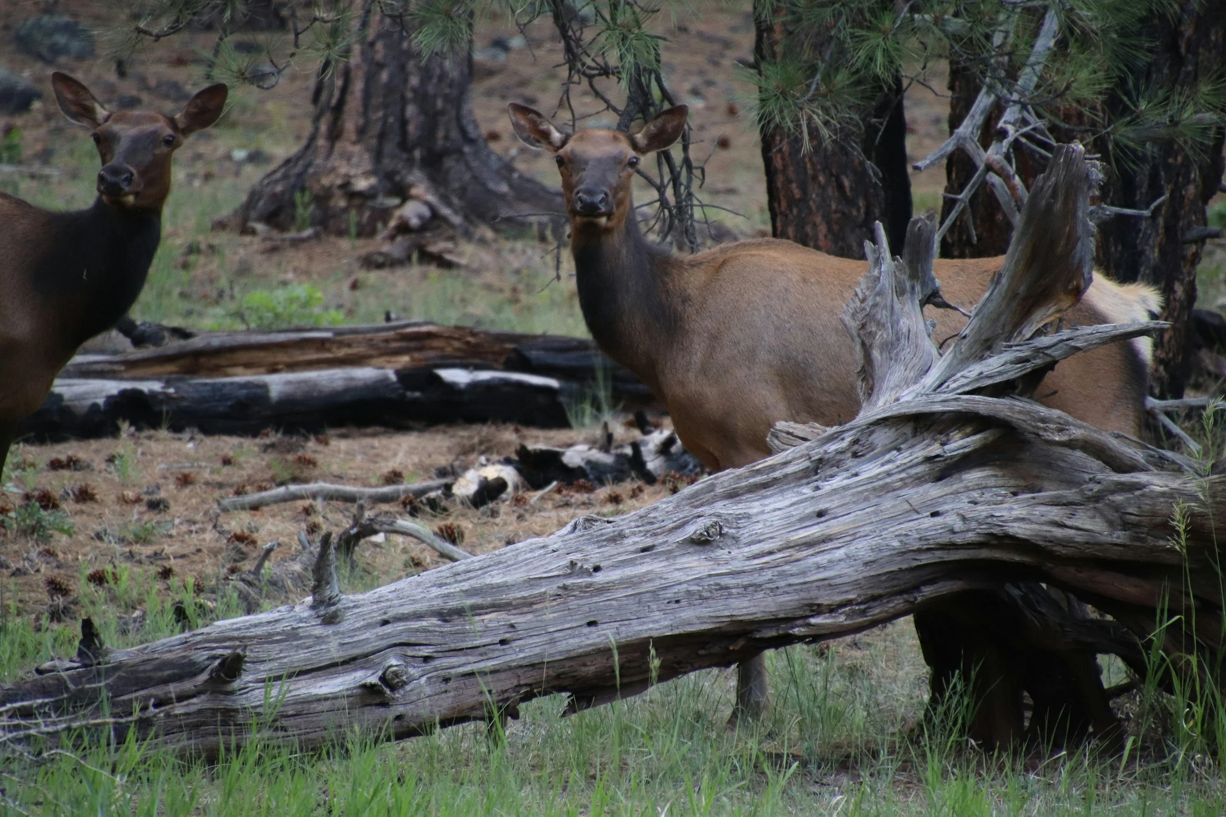 Two deer standing among fallen tree branches and pine trees in a forest setting.