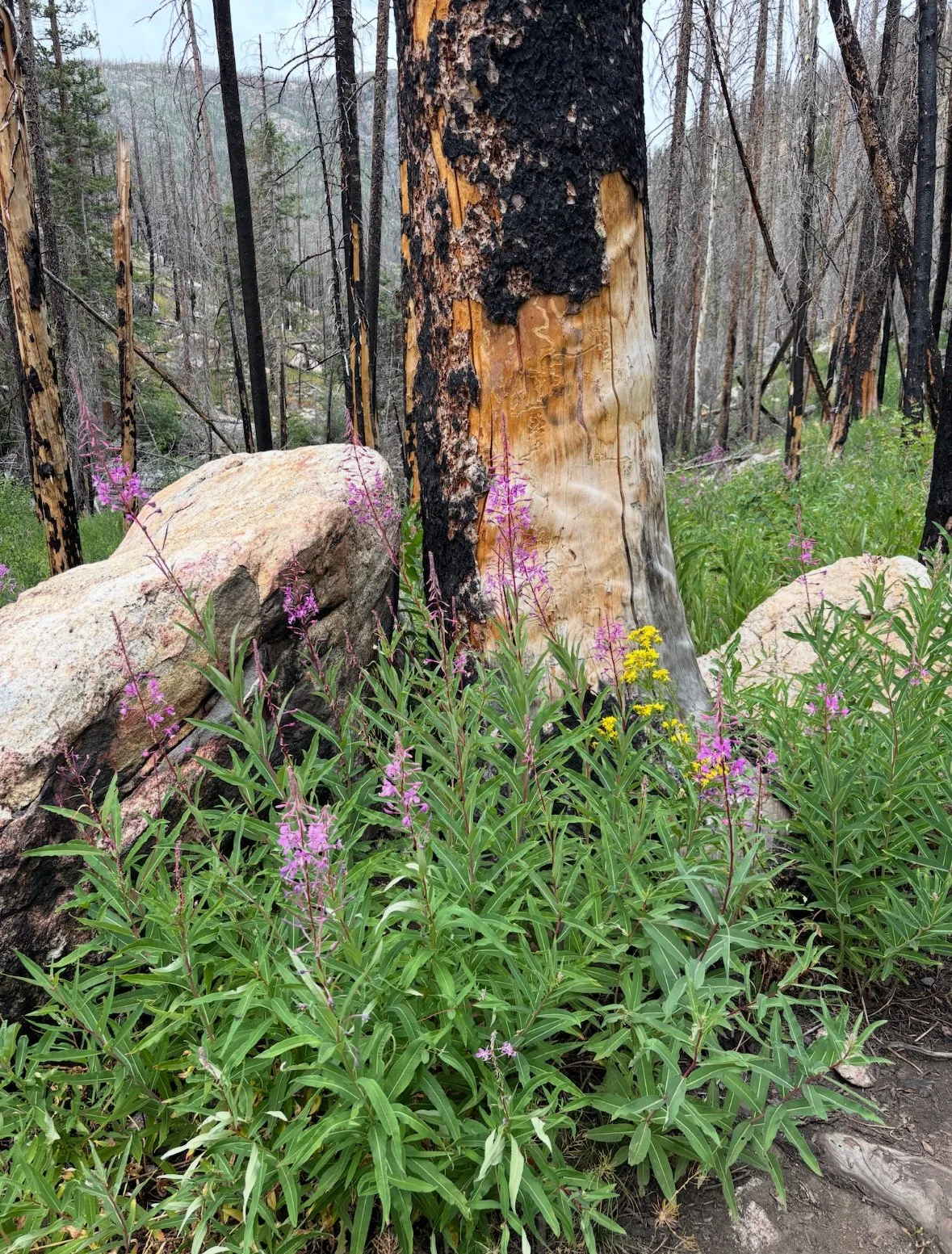 Guided Wildflower Hike in a Thinned and Burned Forest