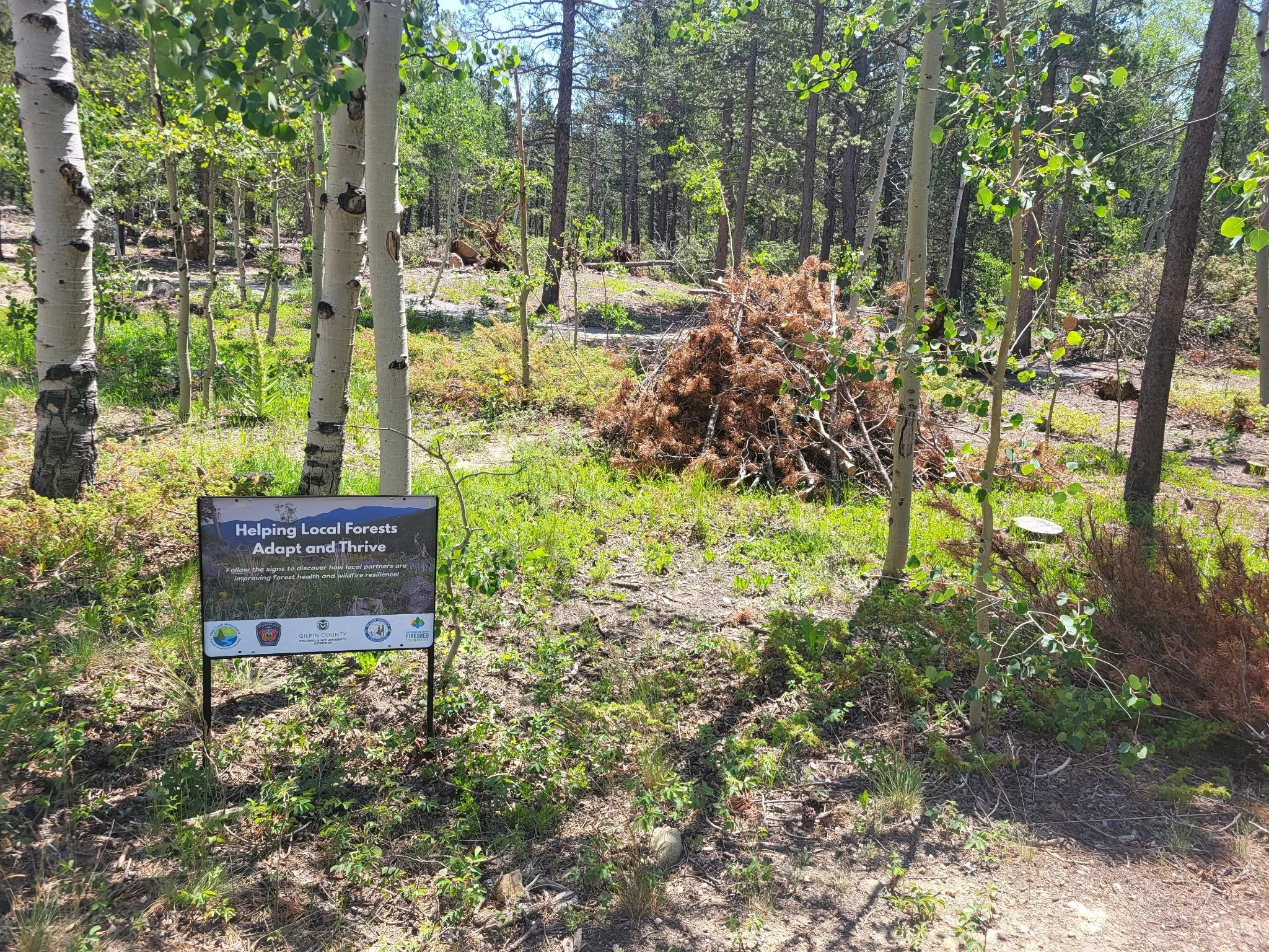 A Walk Through Forest Management at the Gilpin County Fairgrounds