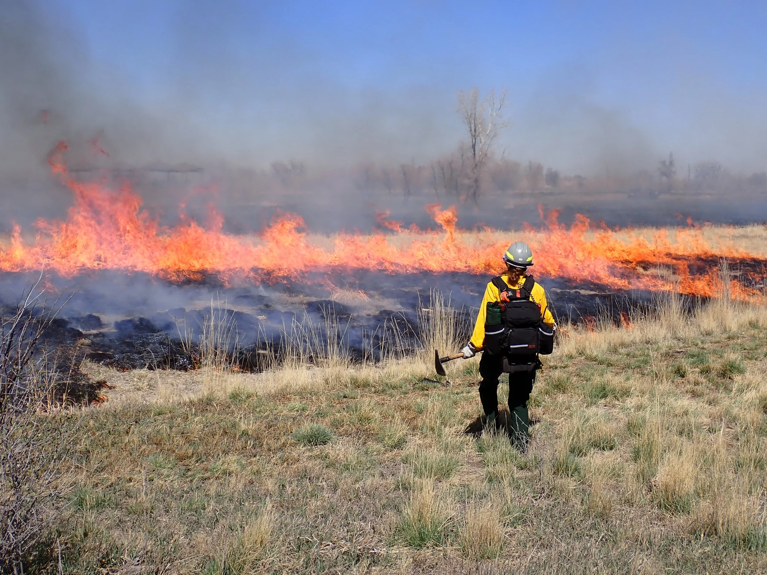A firefighter in yellow protective gear and helmet stands in a field with dry grass, observing a wildfire with bright orange flames and gray smoke. Sparse trees are in the background, under a clear blue sky.
