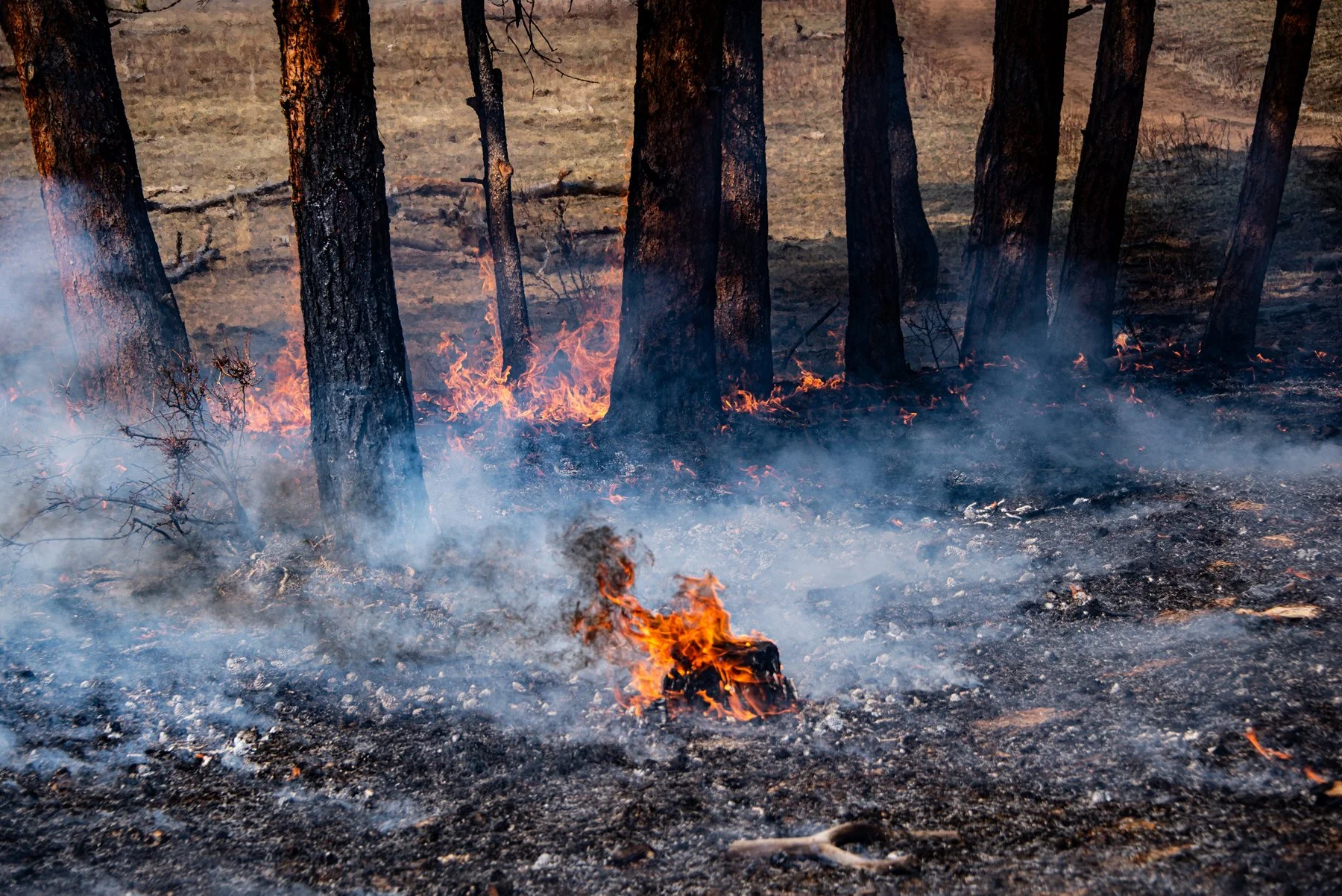 Forest floor on fire with small flames and smoke, charred trees in the background.