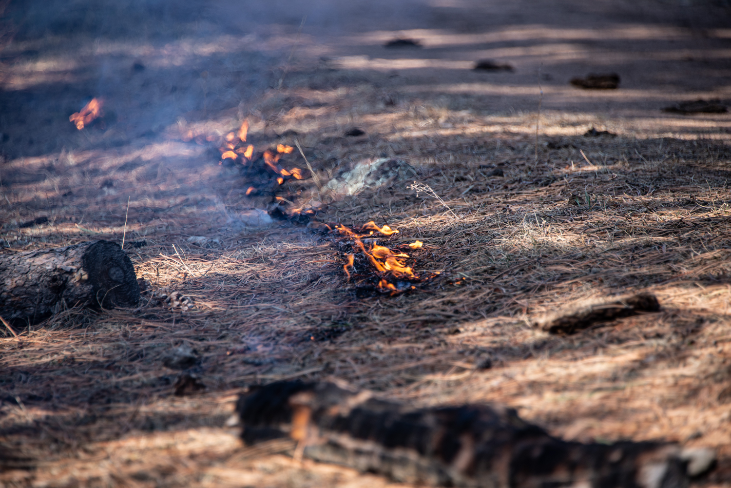 A small controlled fire burning on a forest floor with dry pine needles and charred wood, with smoke rising.