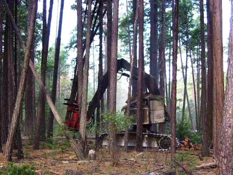 A chainsaw carving of a bear is situated in a forest surrounded by tall trees. The carving is displayed on a wooden platform with some logs in the background.
