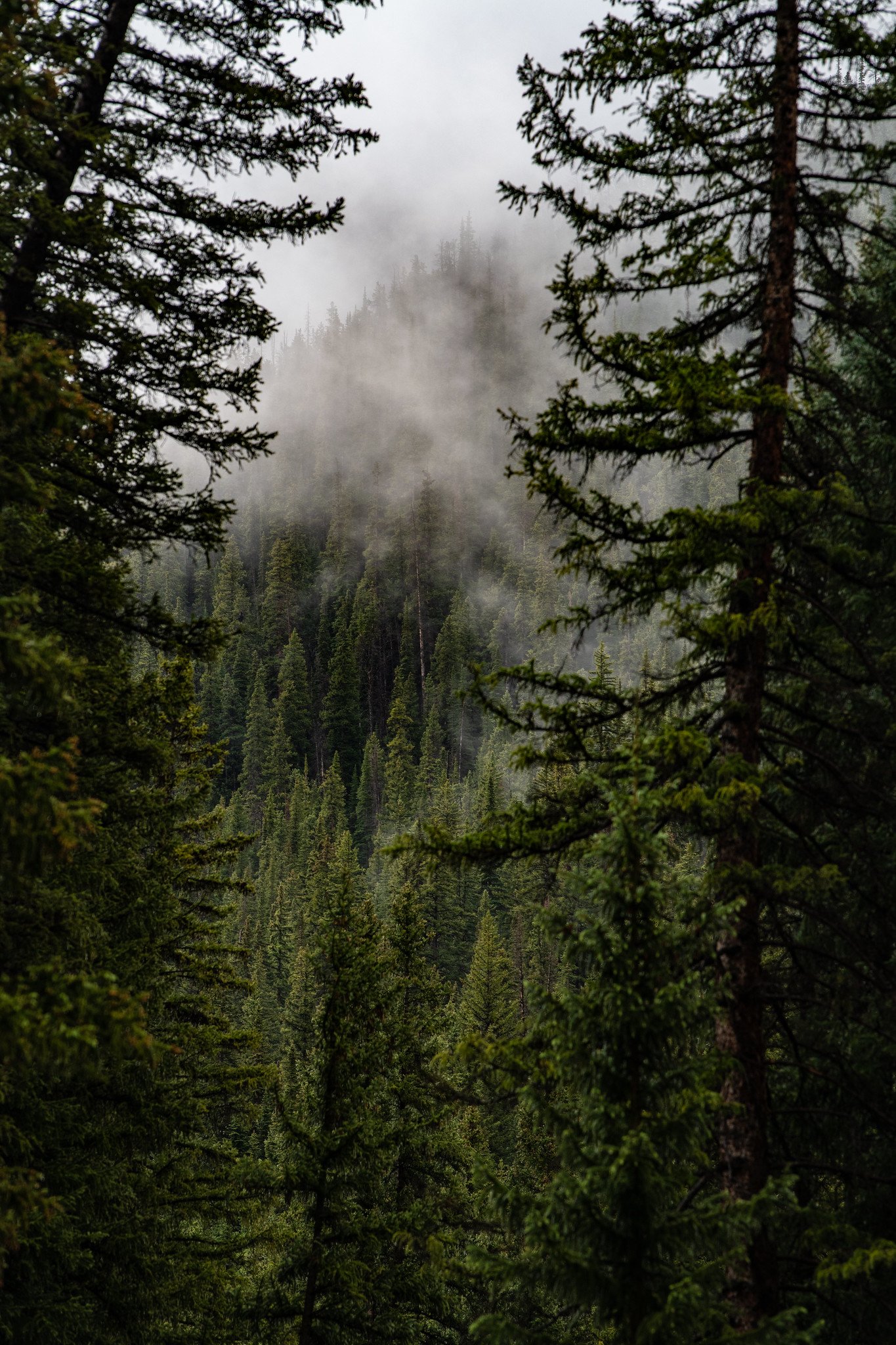 Dense evergreen forest with tall trees and fog rolling over the mountain in the distance.