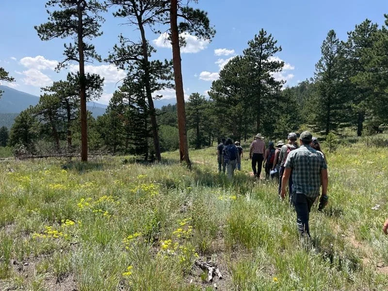 A group of people hiking through a grassy forest trail with tall pine trees under a partly cloudy sky.