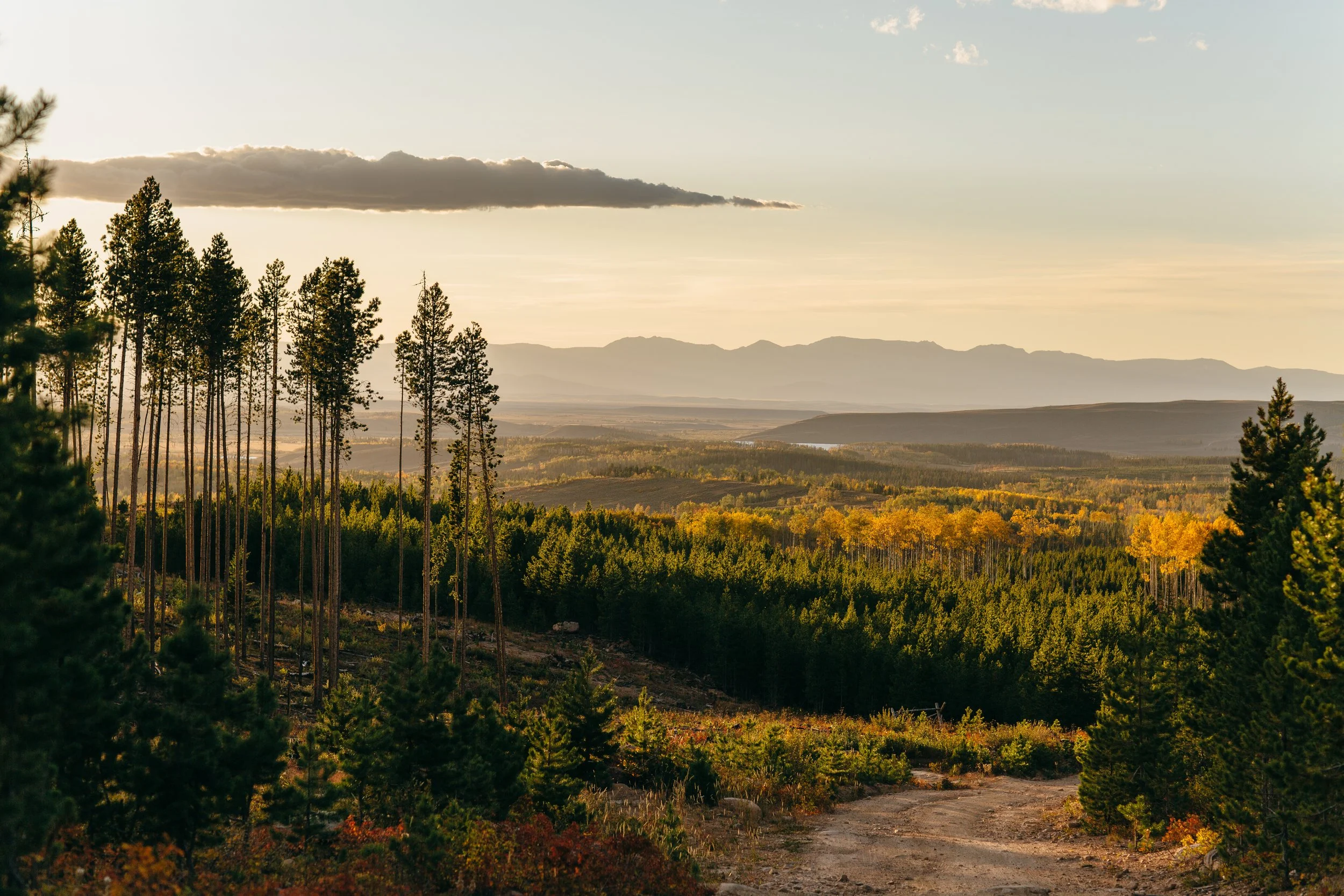 Landscape view of a forest with tall pine trees, rolling hills, and mountains in the distance during sunset with a cloudy sky.