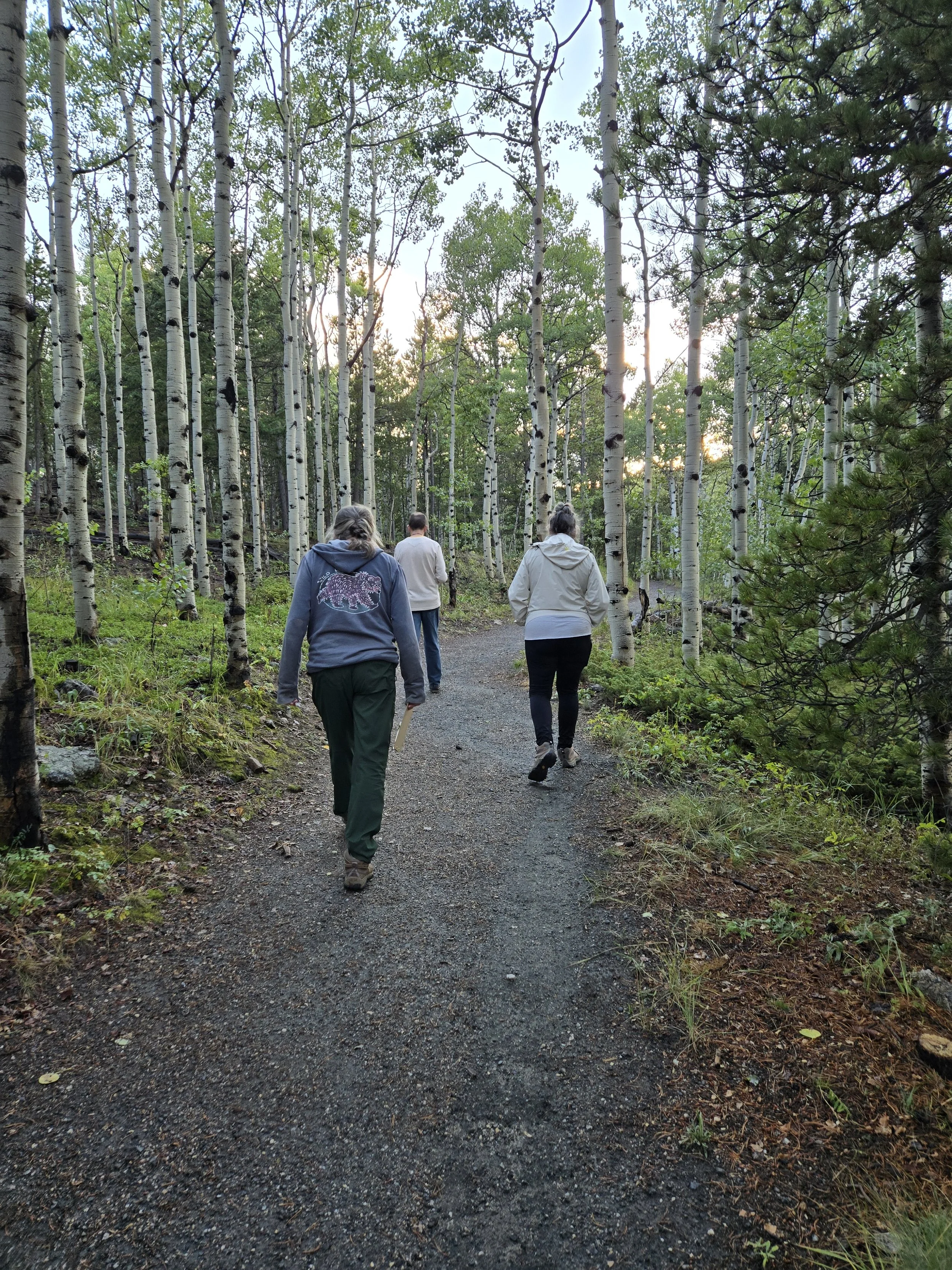 Four people walk on a forest trail lined with tall aspen trees, with sunlight filtering through the leaves.