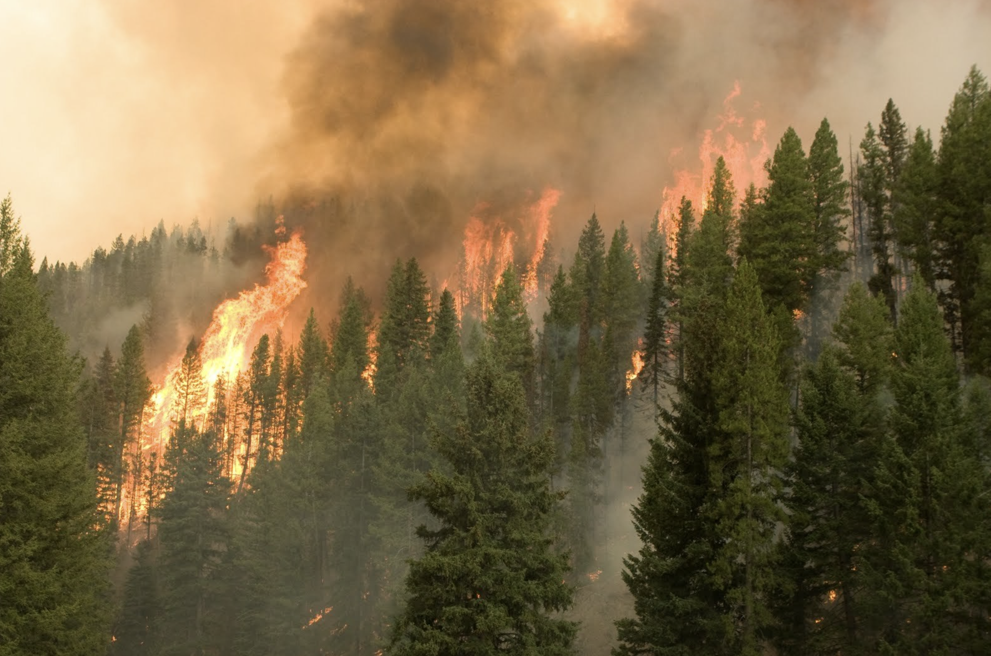 Forest fire with flames and thick smoke among tall green trees.