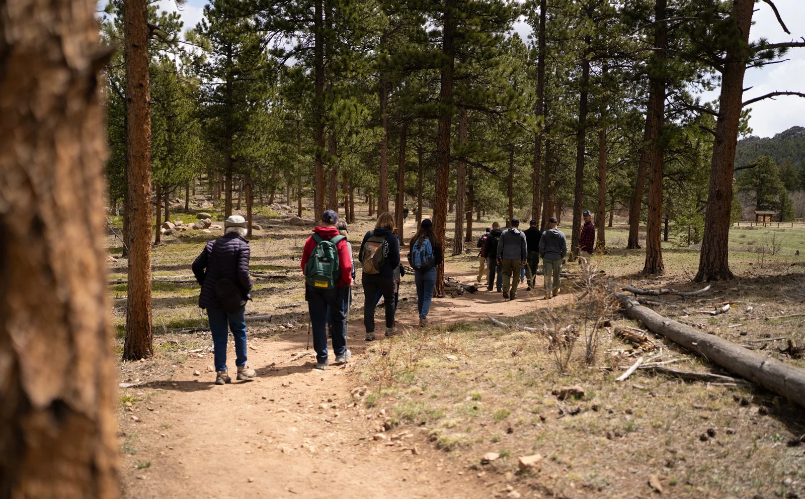 A group of people hiking on a dirt trail through a forest with tall pine trees.