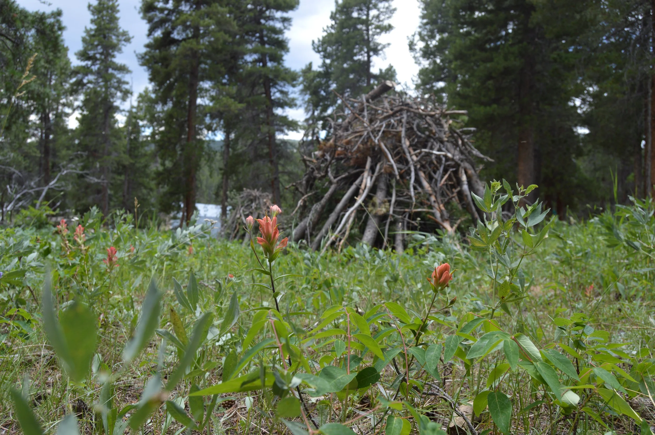 A forest scene with tall trees in the background, a large pile of sticks and branches in the middle, and various green plants and red flowers in the foreground.