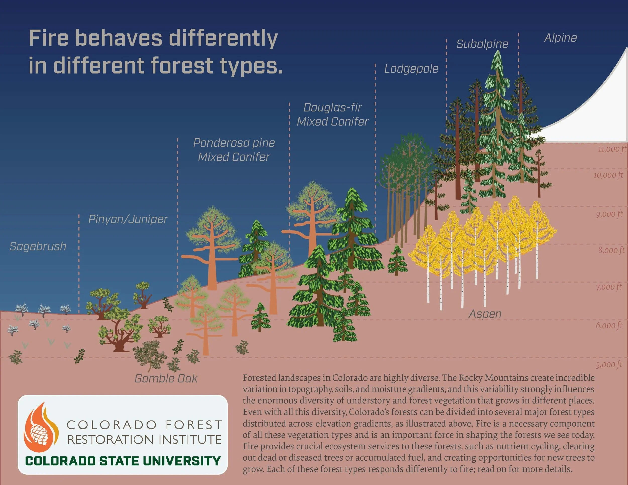 A colorful diagram showing different types of trees in Colorado forests, including sagebrush, ponderosa pine, lodgepole, subalpine, alpine, gamble oak, and aspen, with their typical elevation ranges.