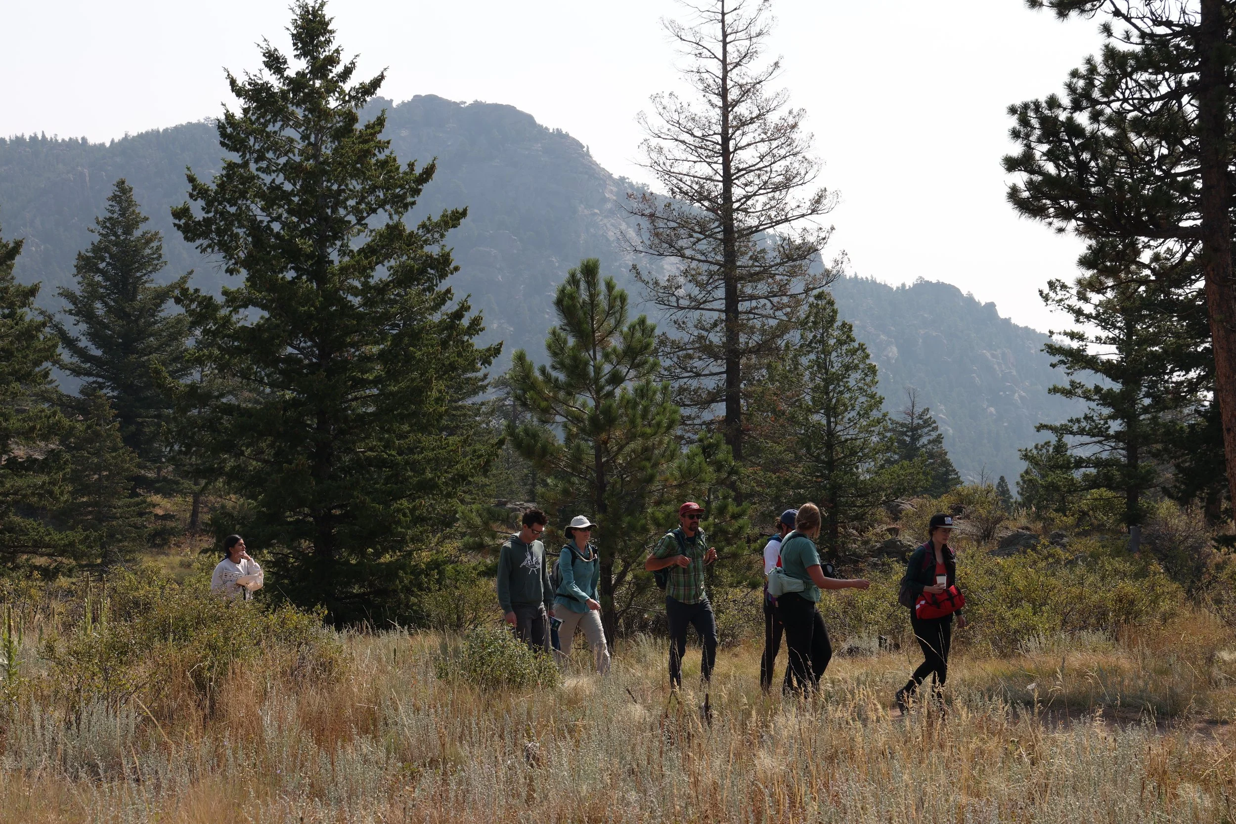 Group of hikers walking through a forested area with mountains in the background and a clear sky.