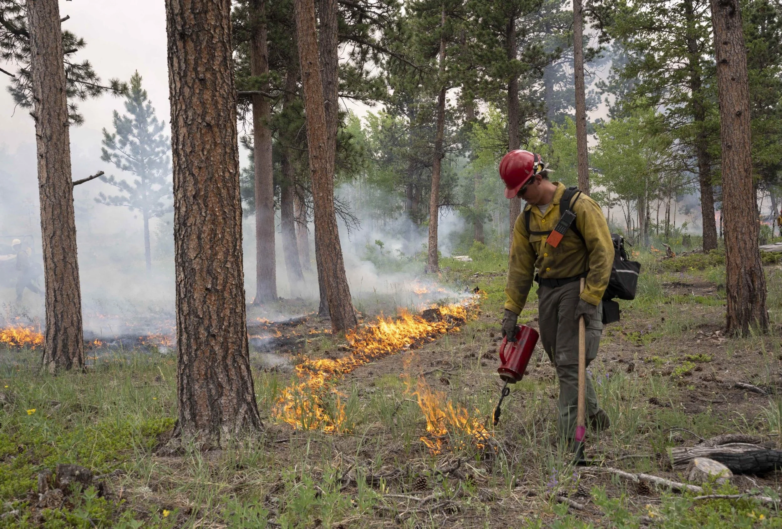 A firefighter wearing a red helmet and yellow protective clothing spraying a line of fire on the ground in a forest with tall pine trees, smoke, and flames.