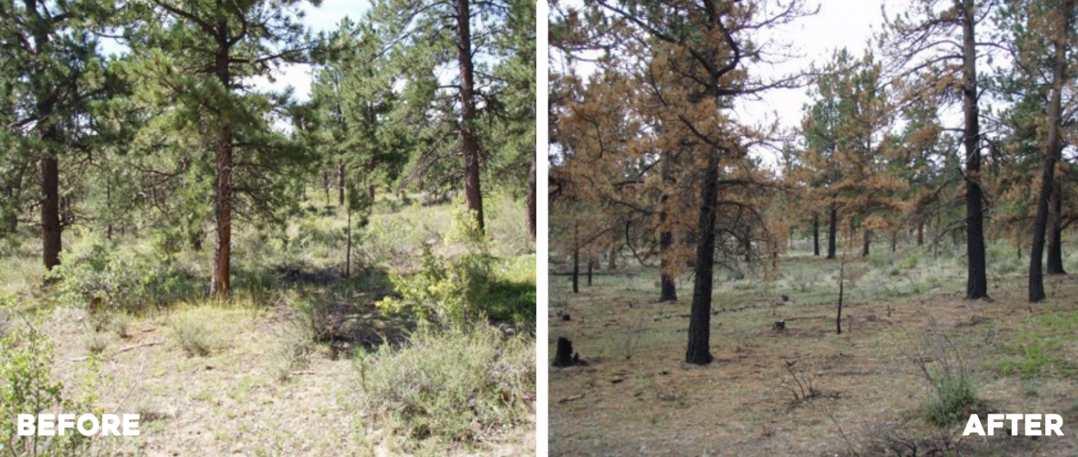 before and after images of a forest after a prescribed fire burn in Colorado