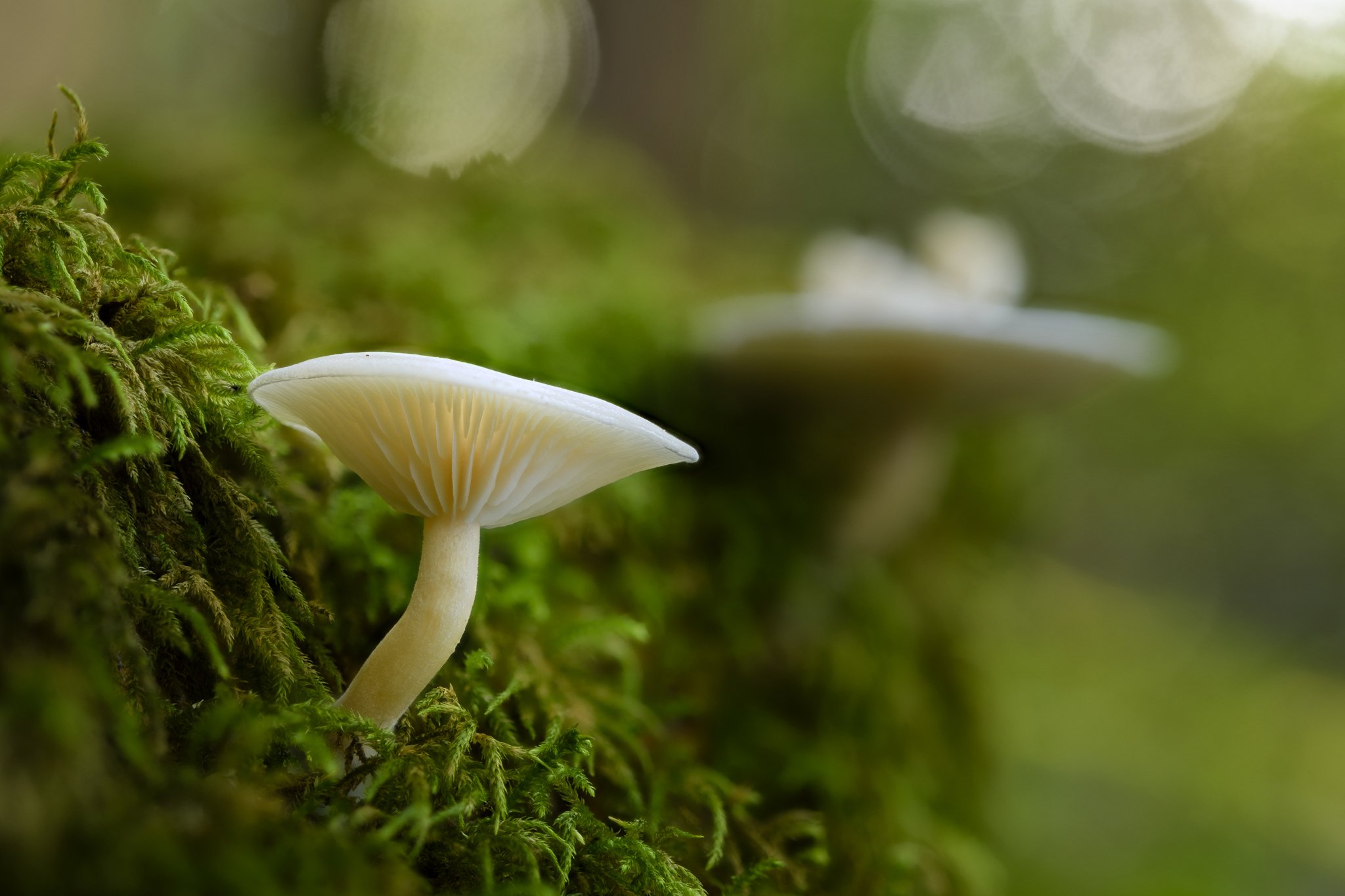 2018-11-25-19.30.27 ZS PMax.jpg