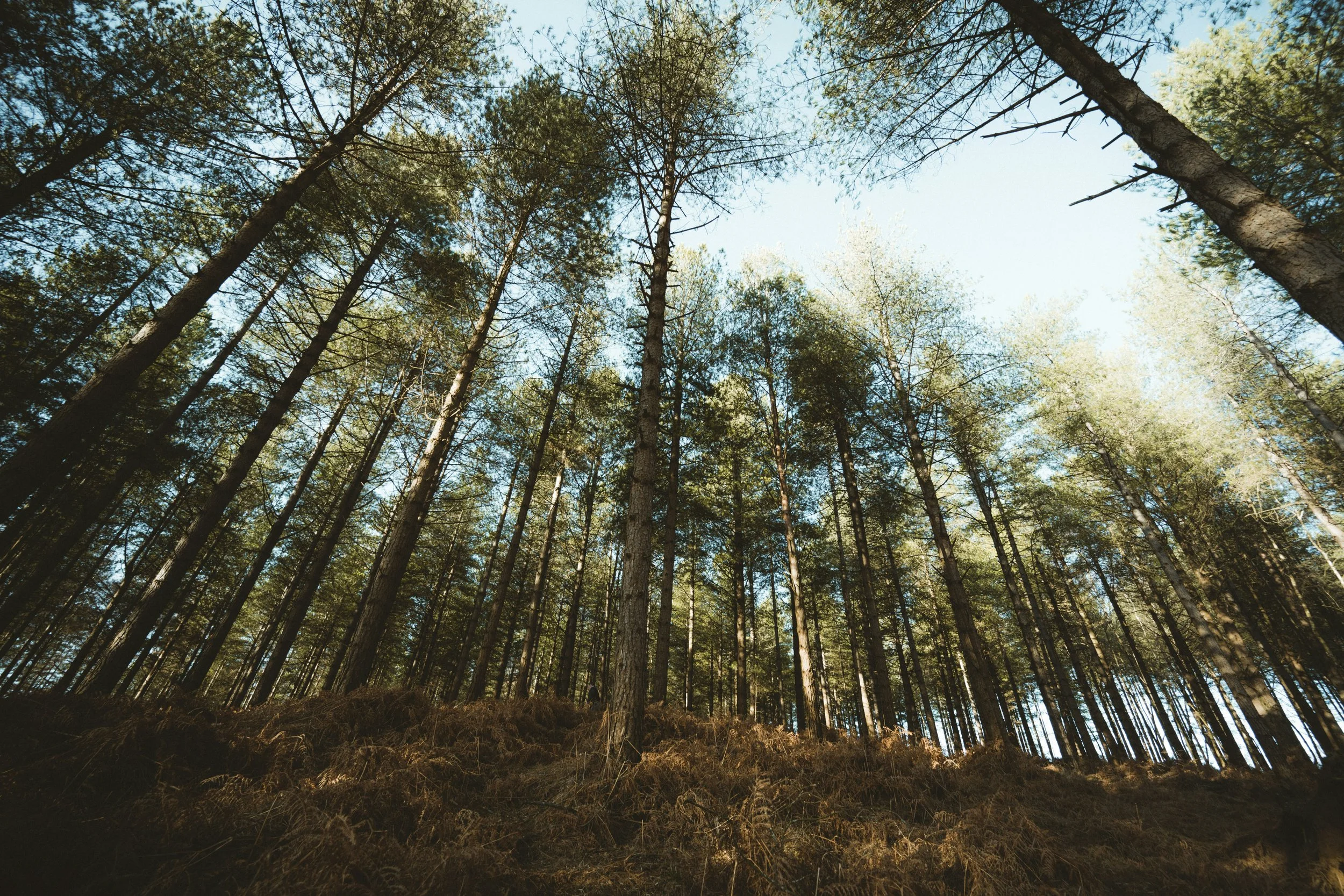 Looking up at a forest with tall trees and a bright blue sky above.