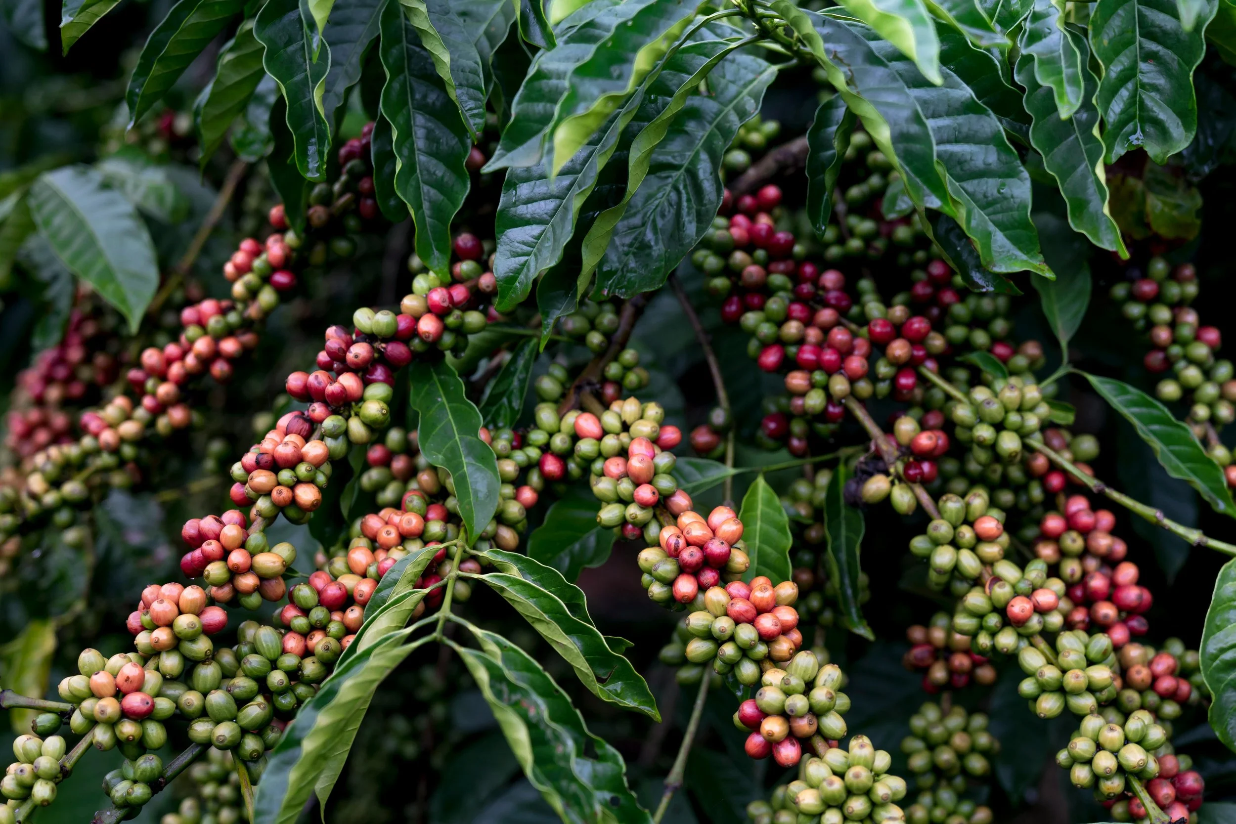 Clusters of ripening coffee cherries on coffee plant branches surrounded by green leaves.