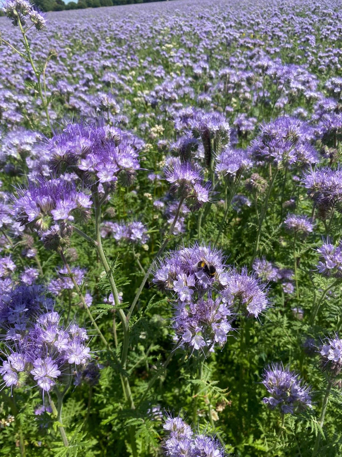 Sustainable farming family business South Oxfordshire"