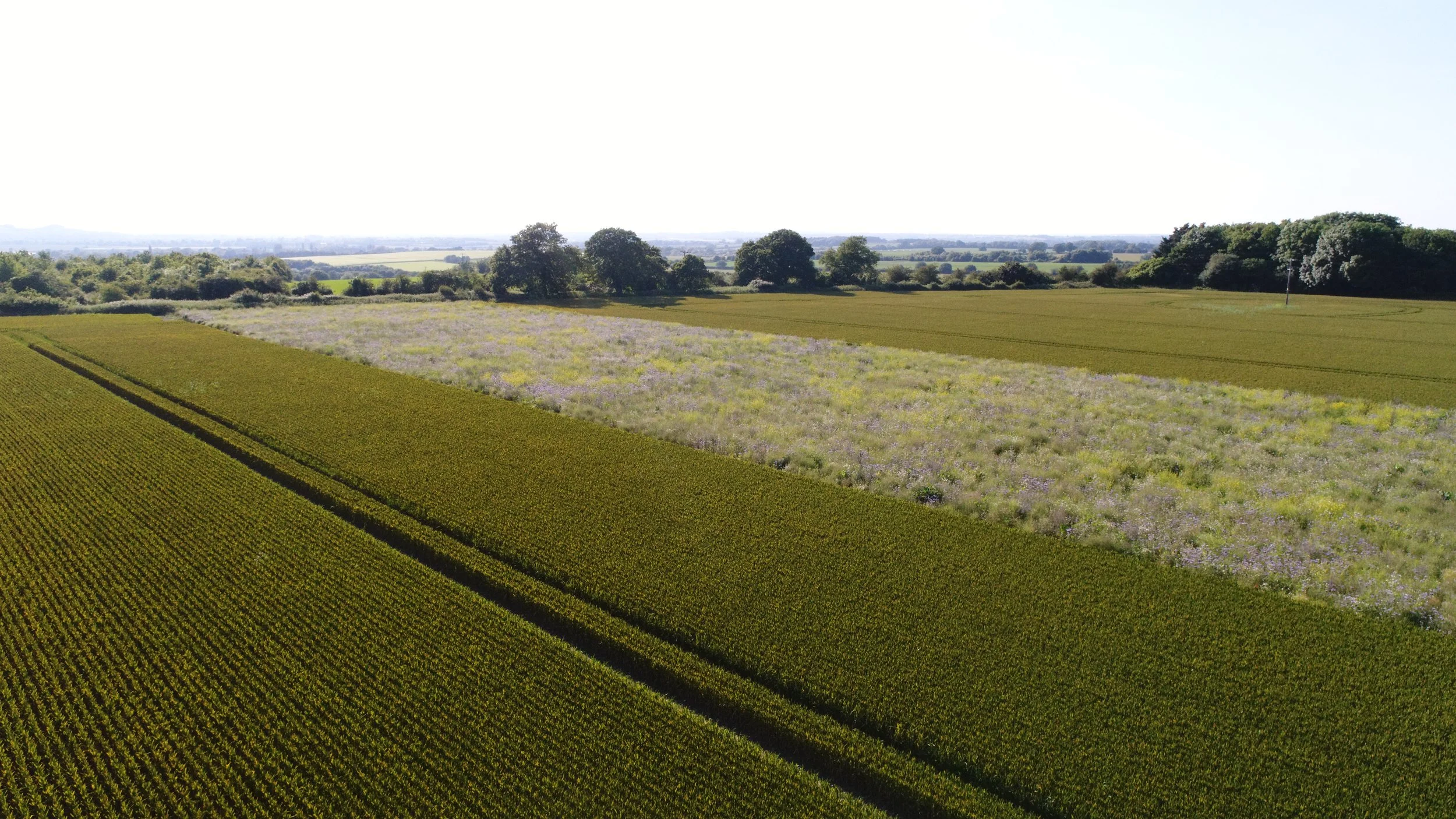 Aerial view of farmland with green crop fields, a patch of flowering plants, and trees on the horizon under a clear sky.