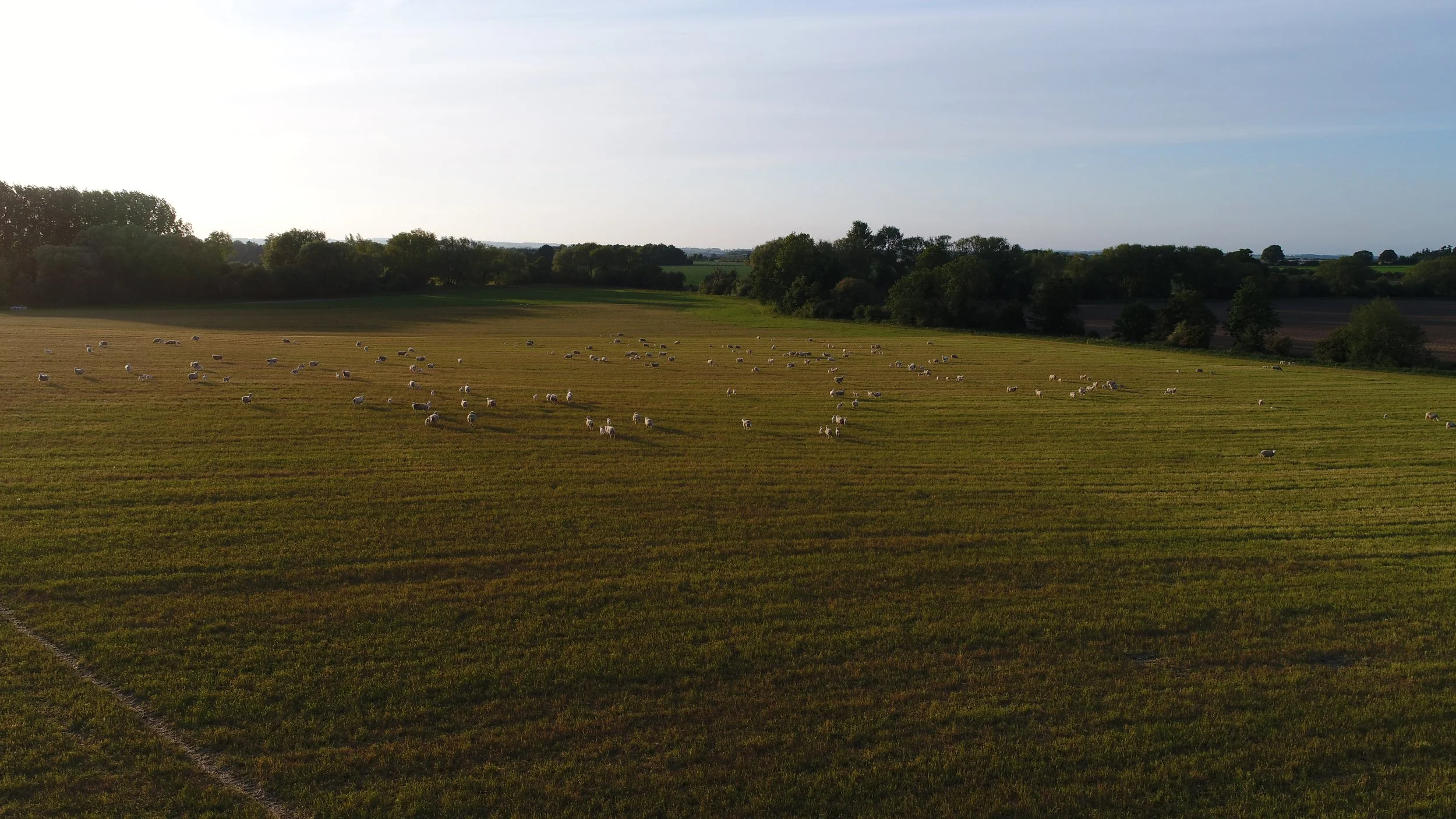 A landscape view of a farm field with a flock of sheep grazing and resting, surrounded by trees and a partly cloudy sky.