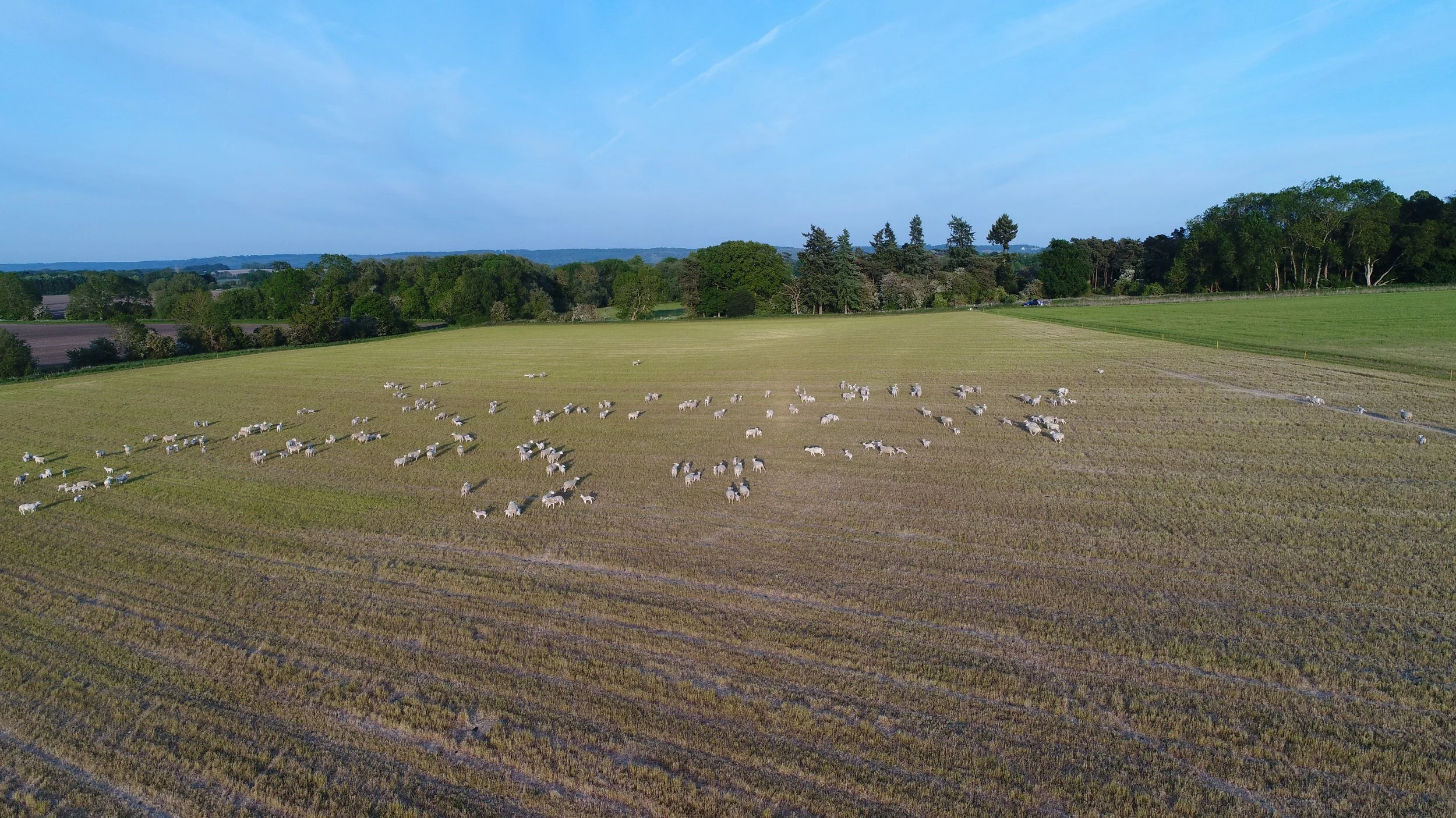 Grass-fed lamb flock regenerative farm near Watlington
