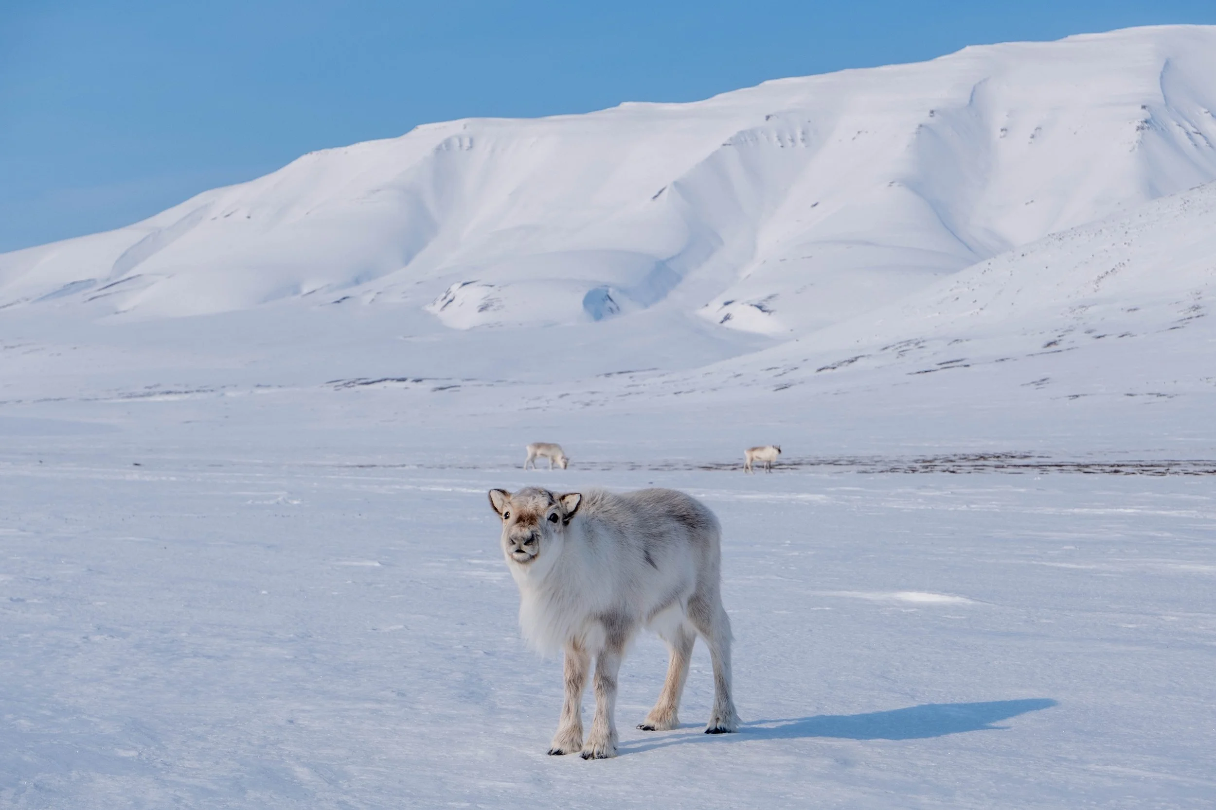 Svalbard på tvers. Svalbard East to West. Svalbard Crossing. Spitsbergen crossing. 