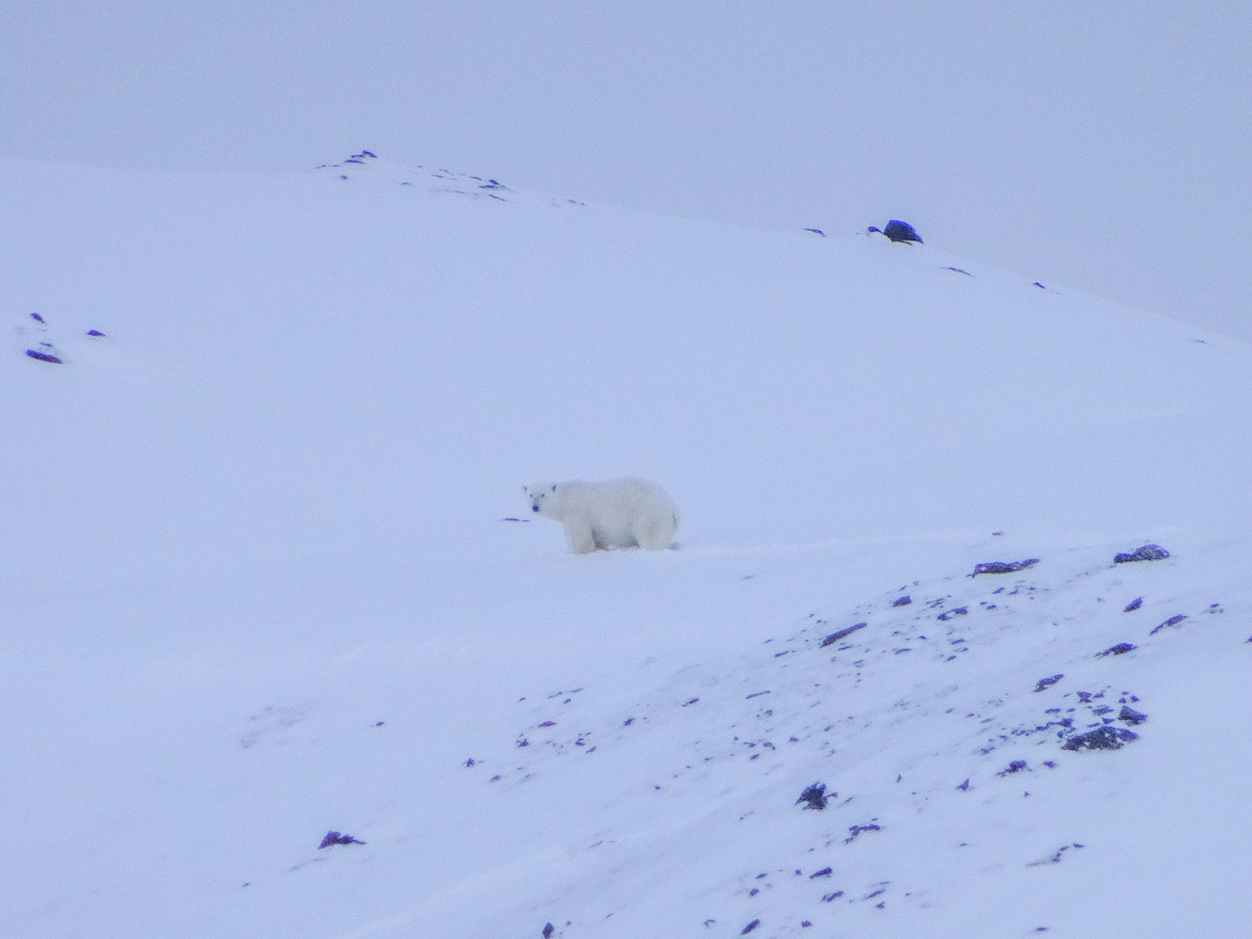 Isbjørn i Mosseldalen, under Svalbard på langs