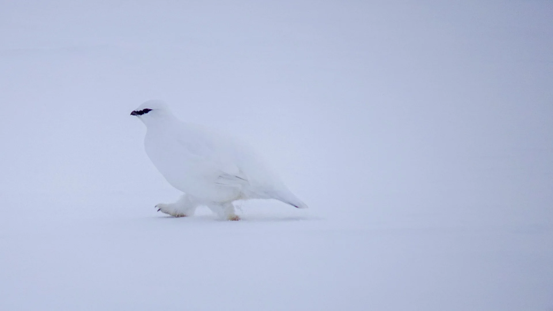 Svalbard på tvers. Svalbard East to West. Svalbard Crossing. Spitsbergen crossing. 