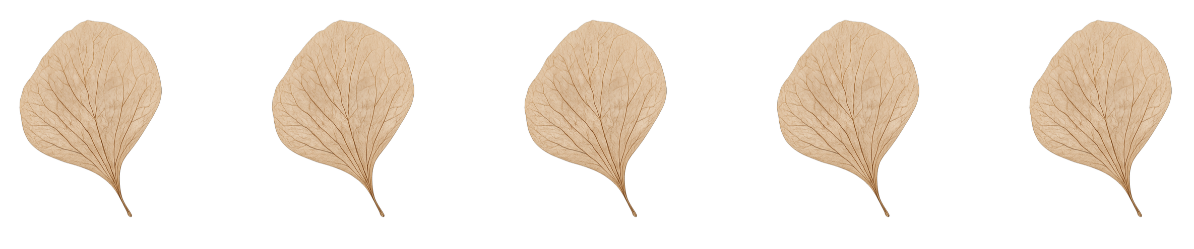 Best Floral Preservation in Columbus, Ohio.