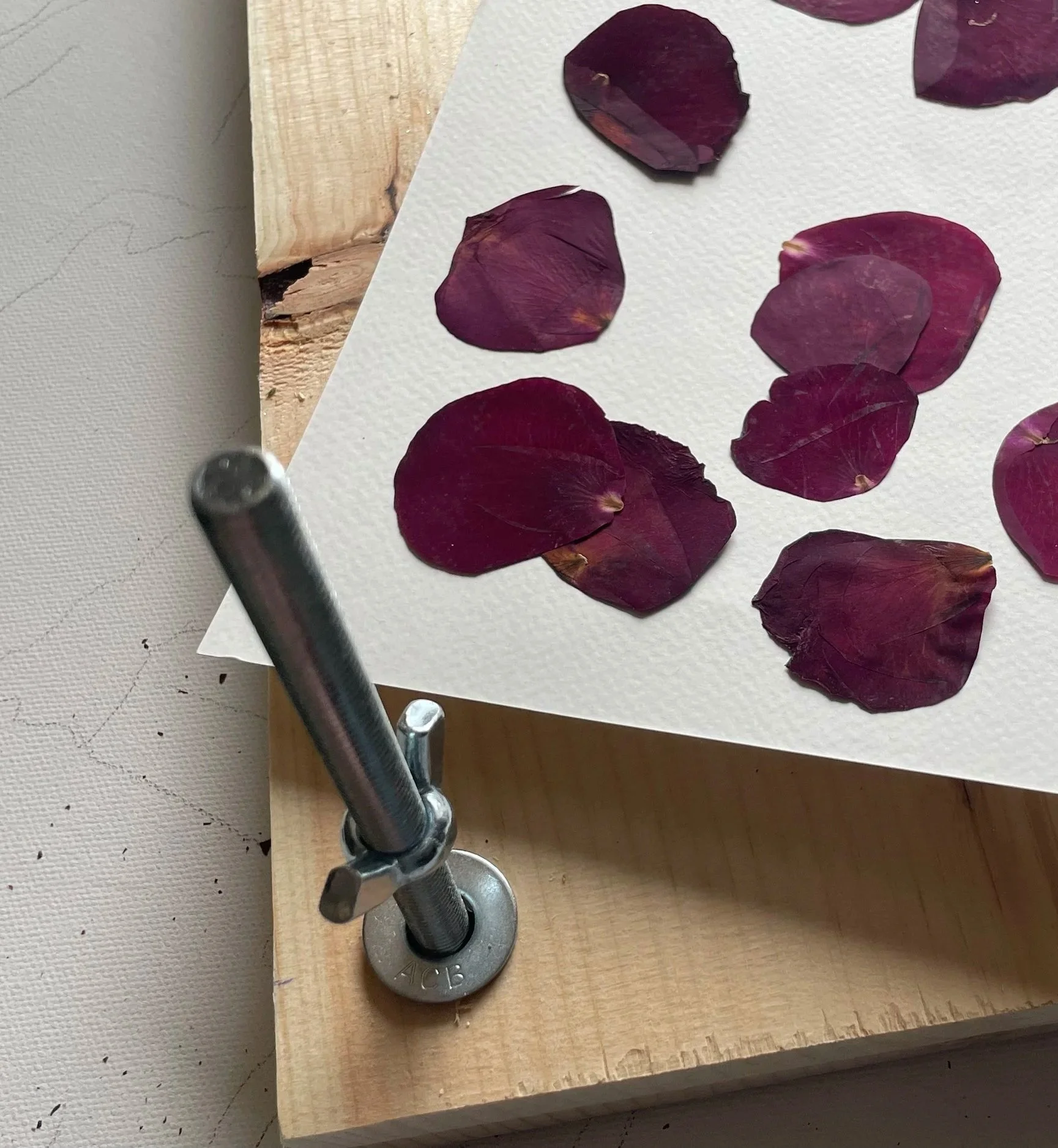 Wedding petals carefully pressed as the first step in preserving meaningful flowers.