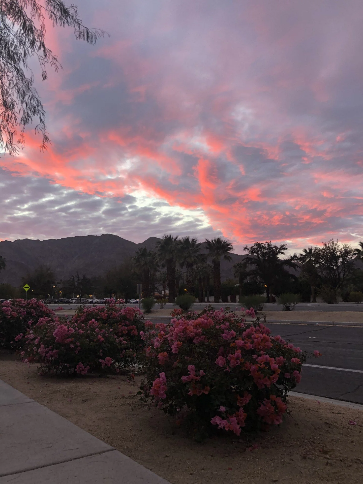 Sunset sky with pink and purple clouds over mountain range, with palm trees and pink flowering bushes in a parking lot.