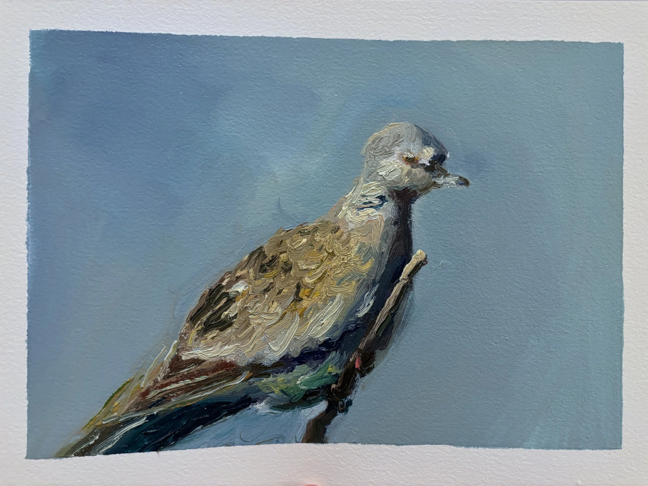 turtledove sketch