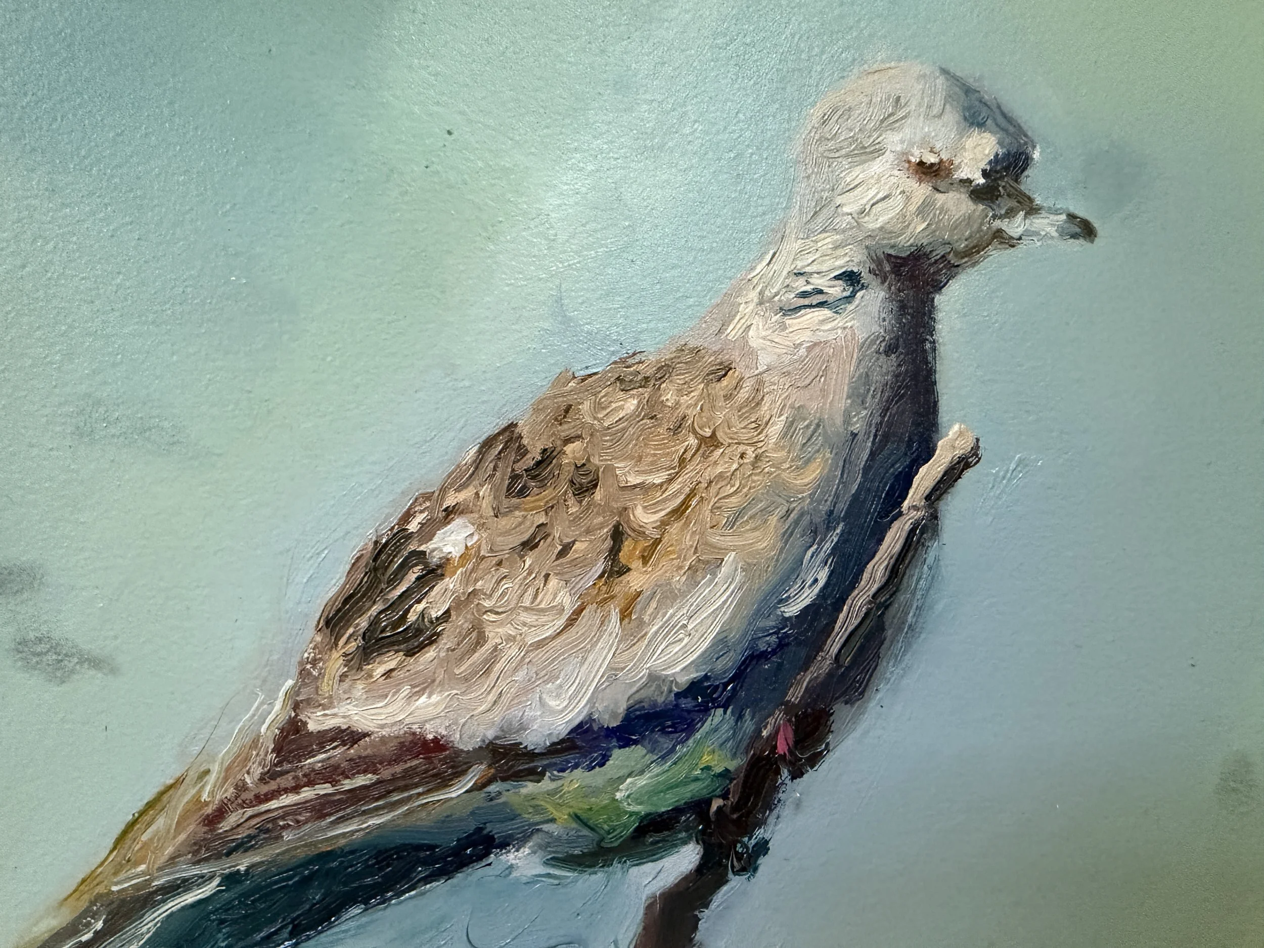 turtle dove